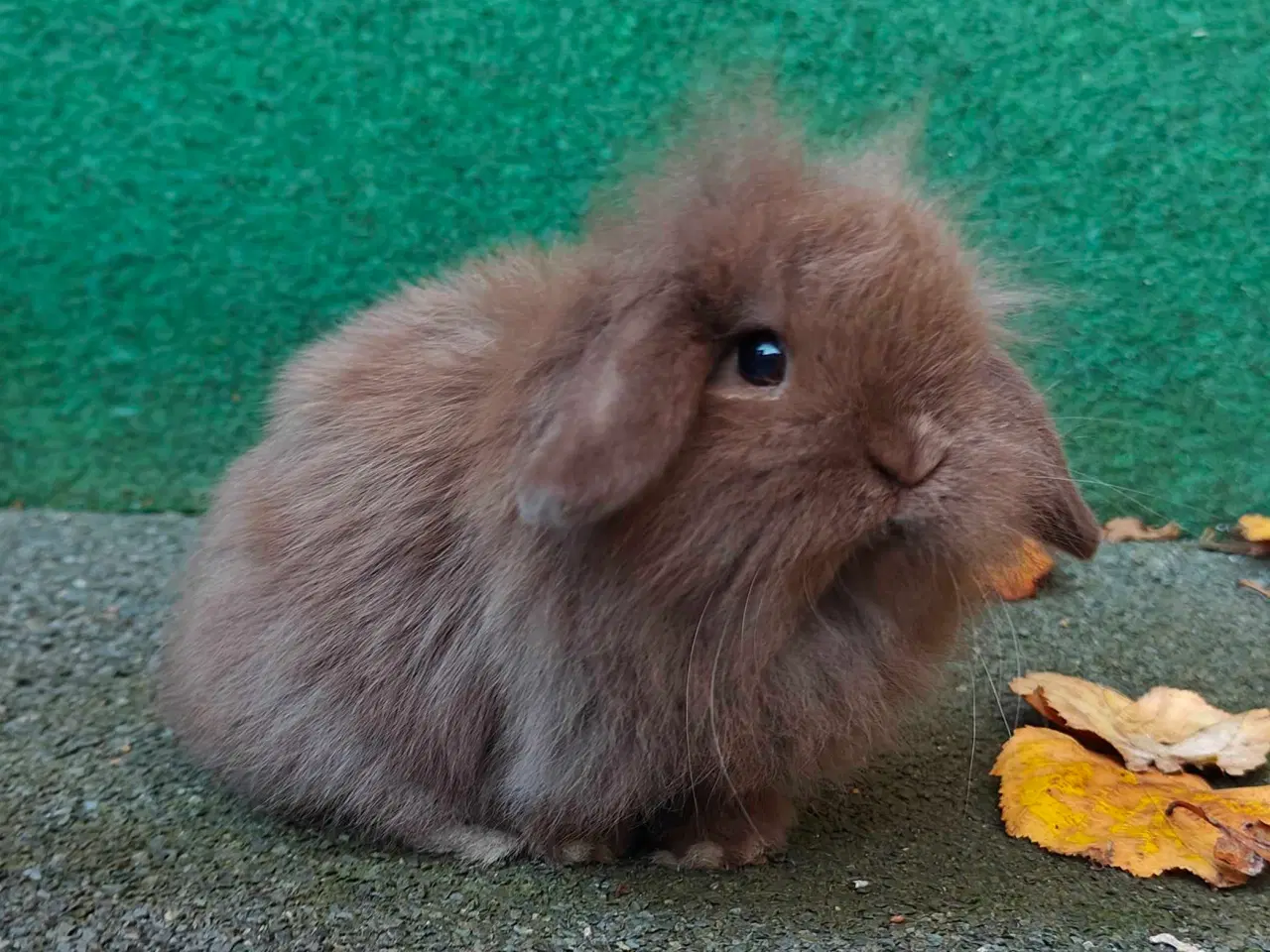 Billede 11 - Lionlop