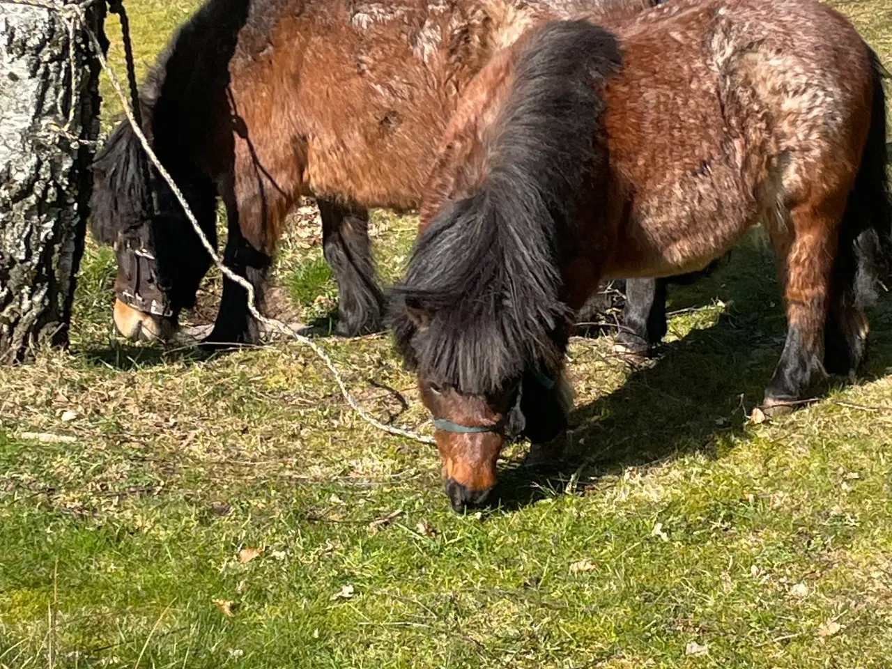 Billede 3 - Shetlænder ponyer sælges