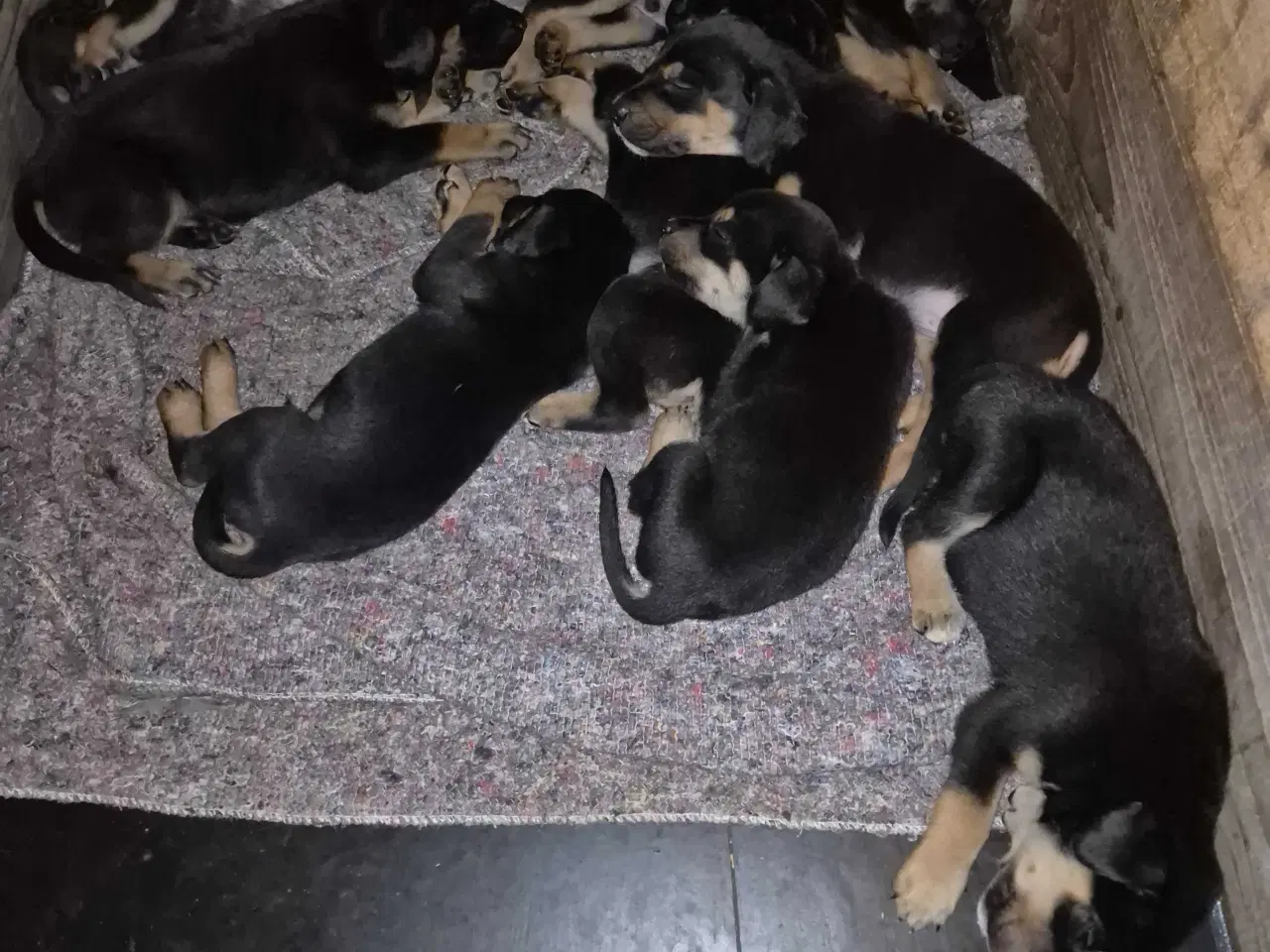 Billede 4 - 1 labrador/dobbermann hvalp