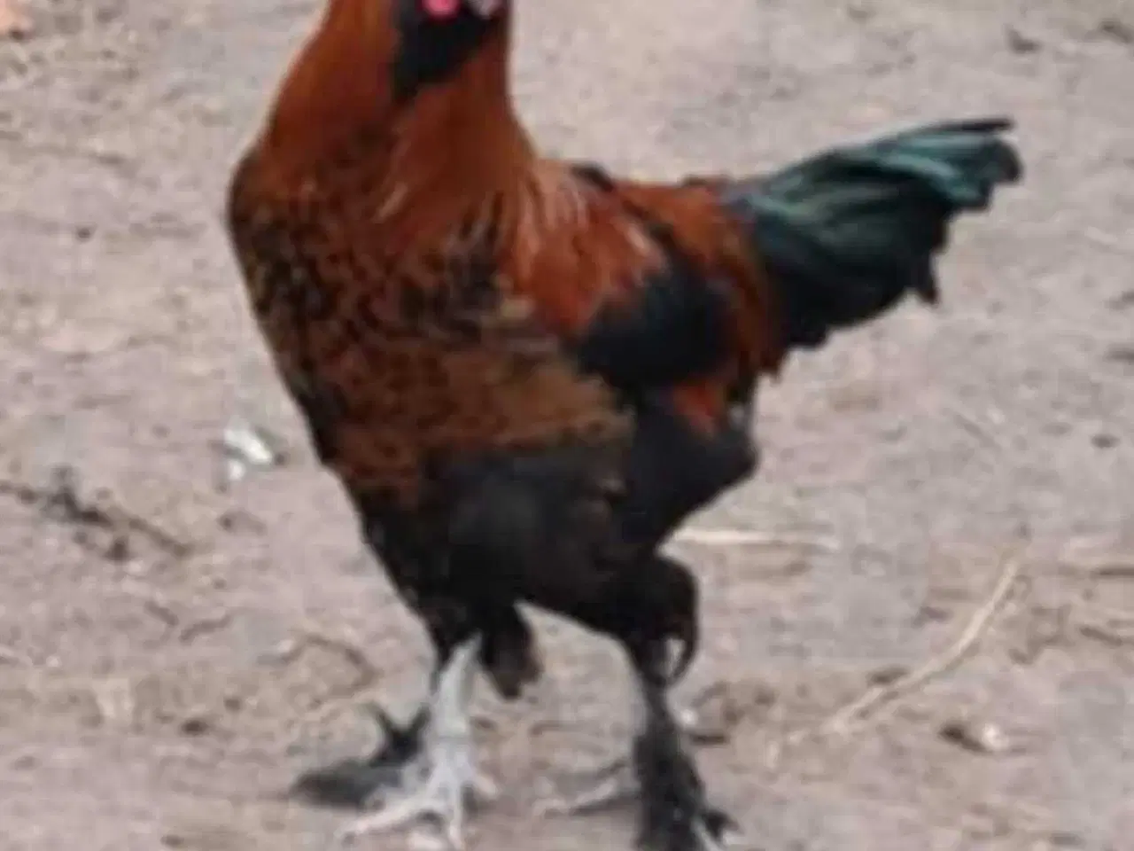 Billede 1 - Hane bortgives