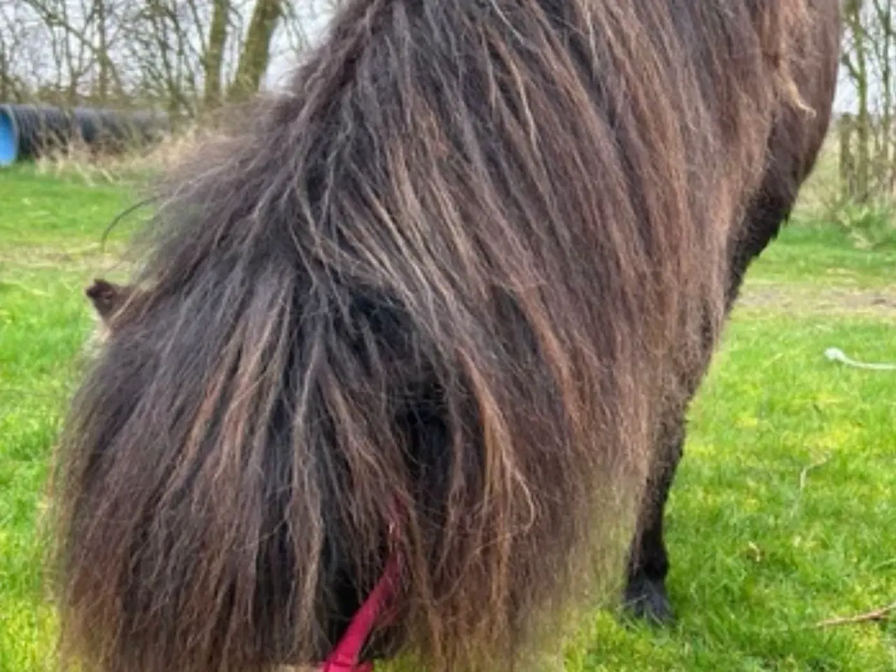 Billede 5 - Skøn mini shetlænder sælges