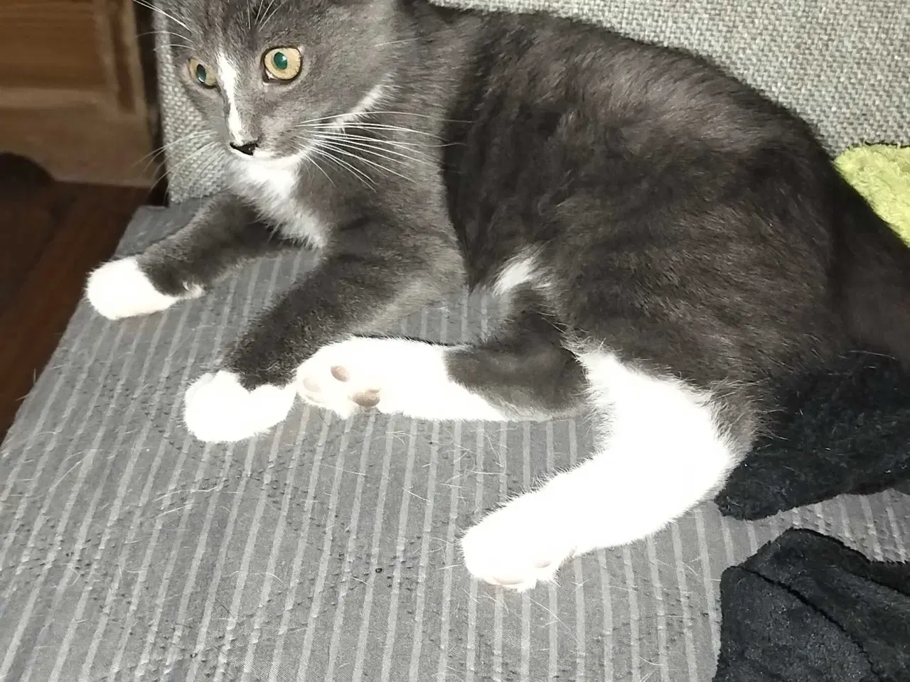 Billede 1 - Lille sød hankat