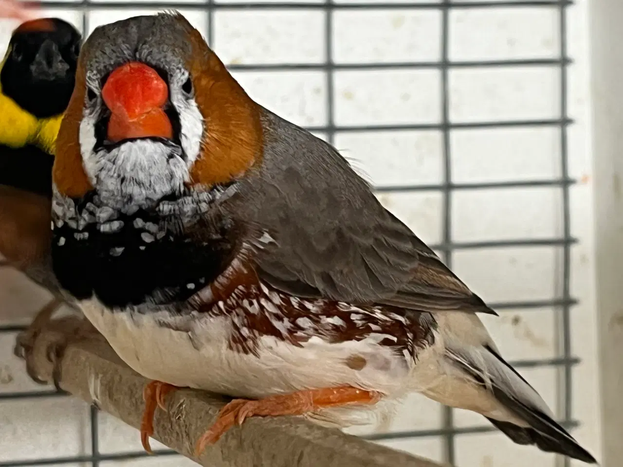 Billede 1 - Xl Zebrafinke