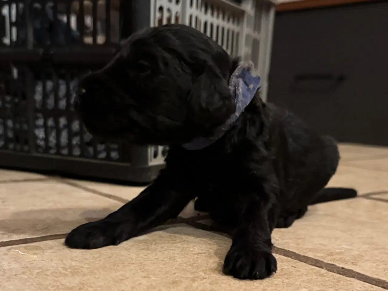 Billede 7 - Cockerdoodle / Cockapoo / Cockerpoo / Doodle hvalp