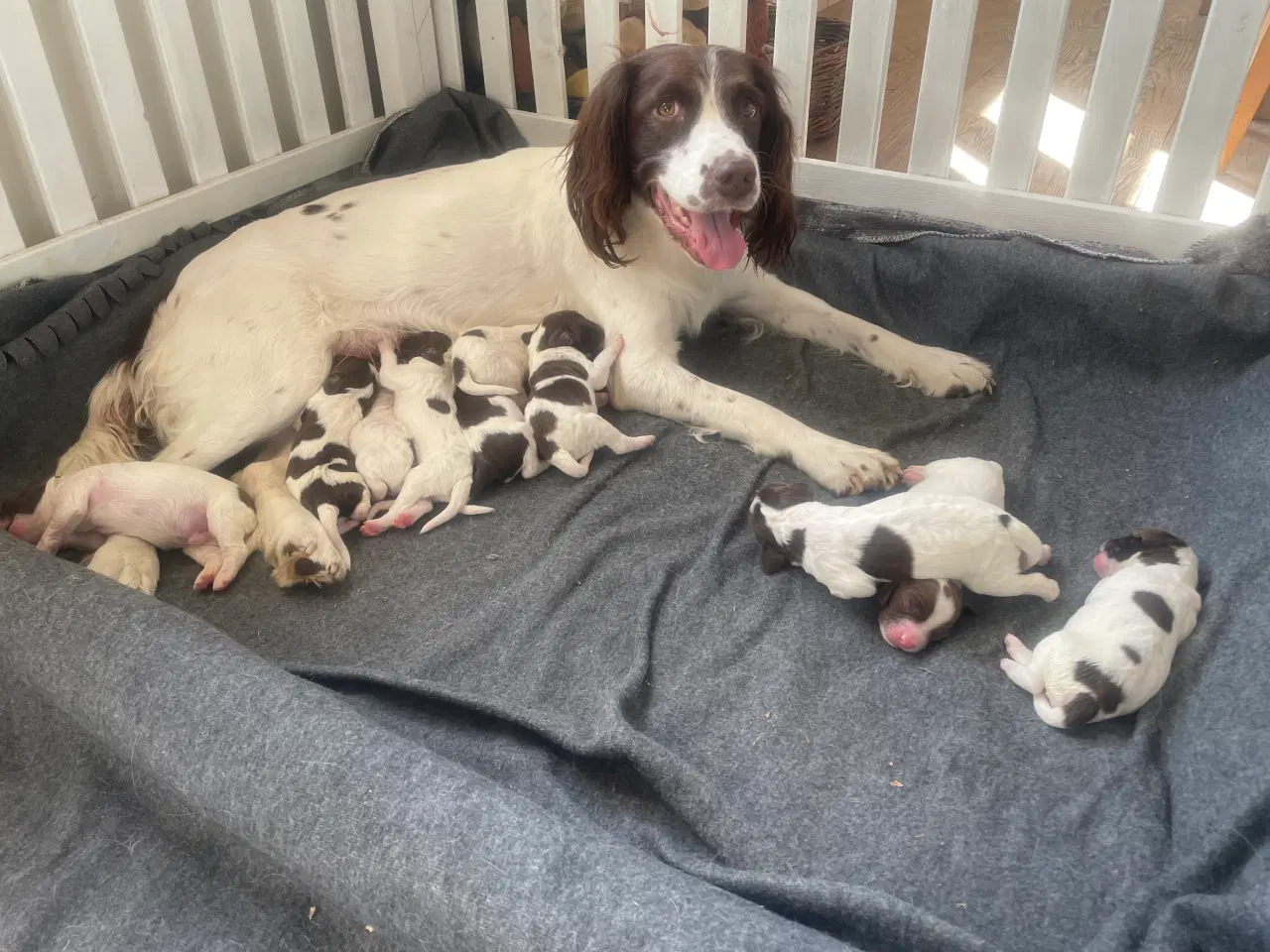Billede 1 - Ft Engelsk Springer Spaniel hvalpe, drenge & piger