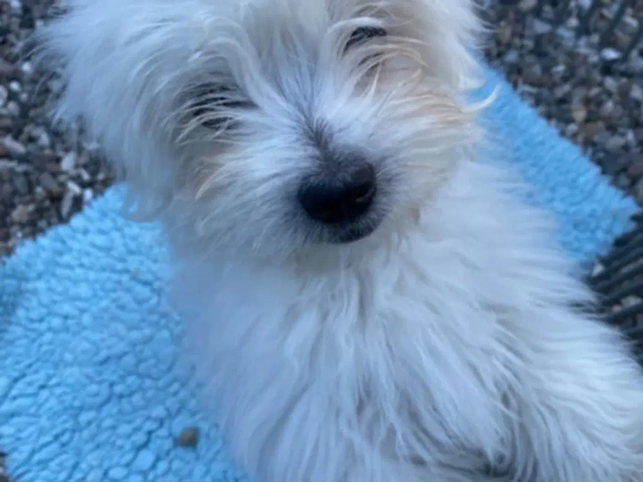 Billede 3 - Coton de Tulear piger søger nye familier