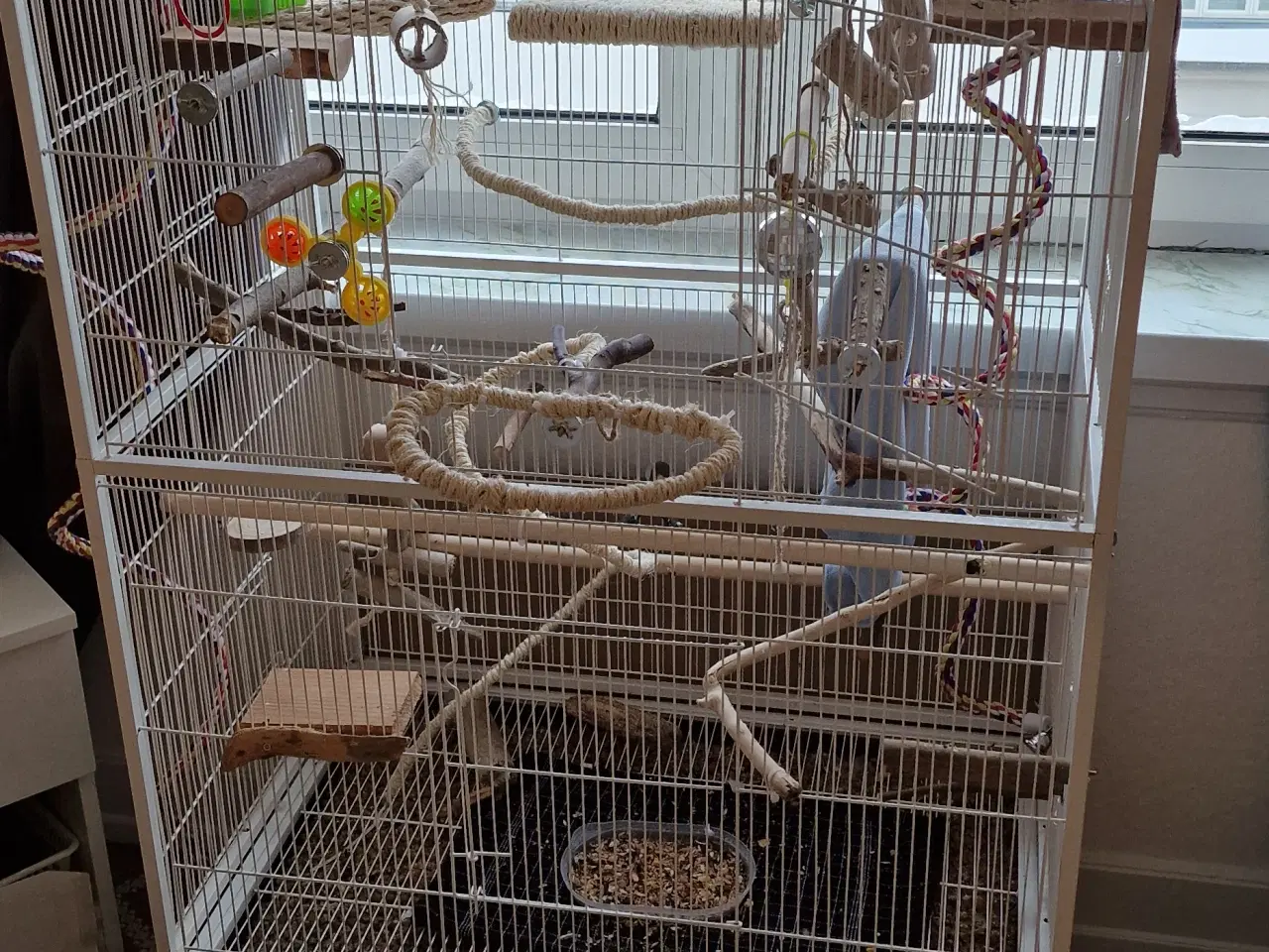 Billede 2 - Meget tam nymfeparakit