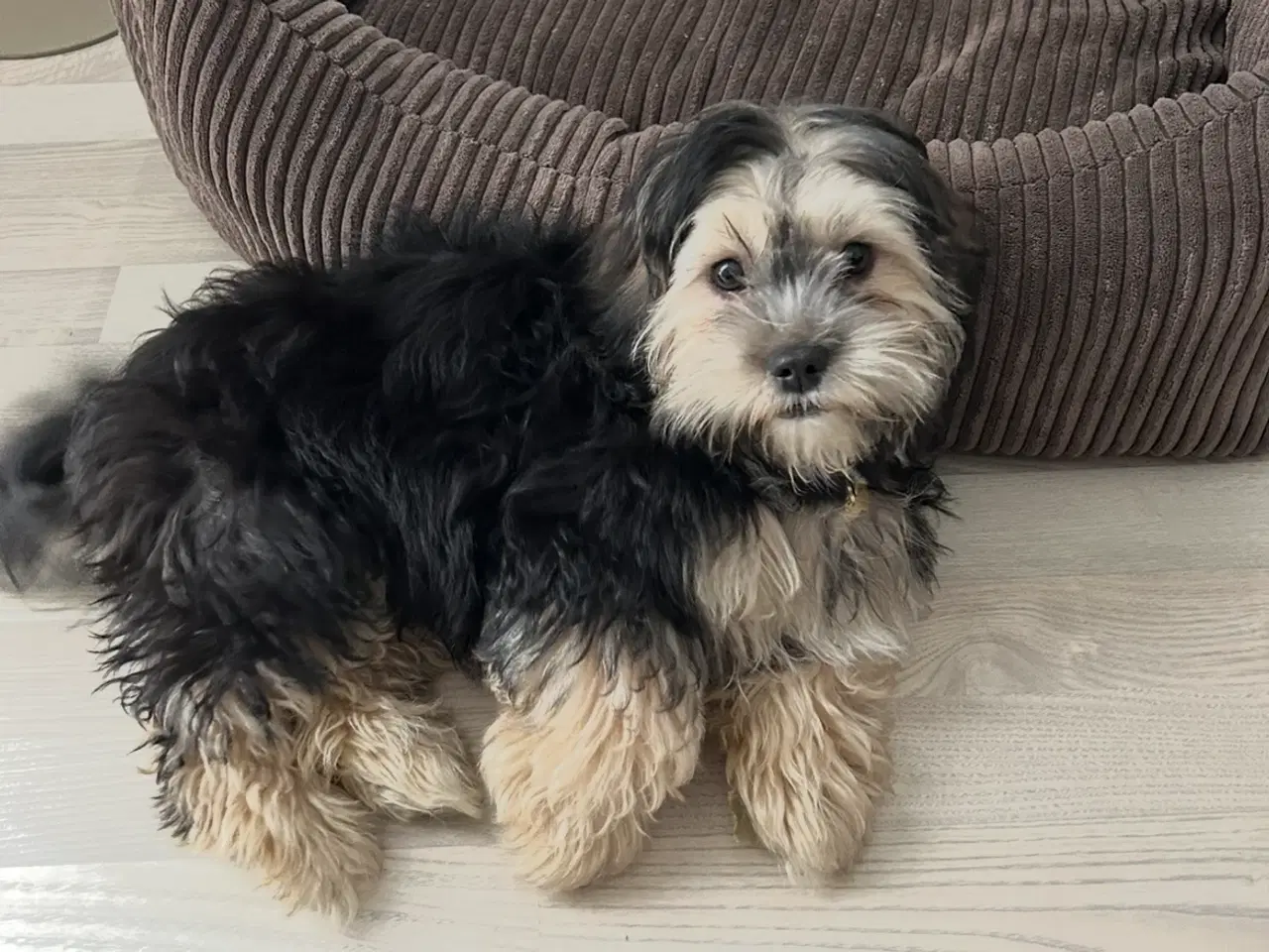 Billede 2 - Charmerende bichon havanais på 4 måneder sælges