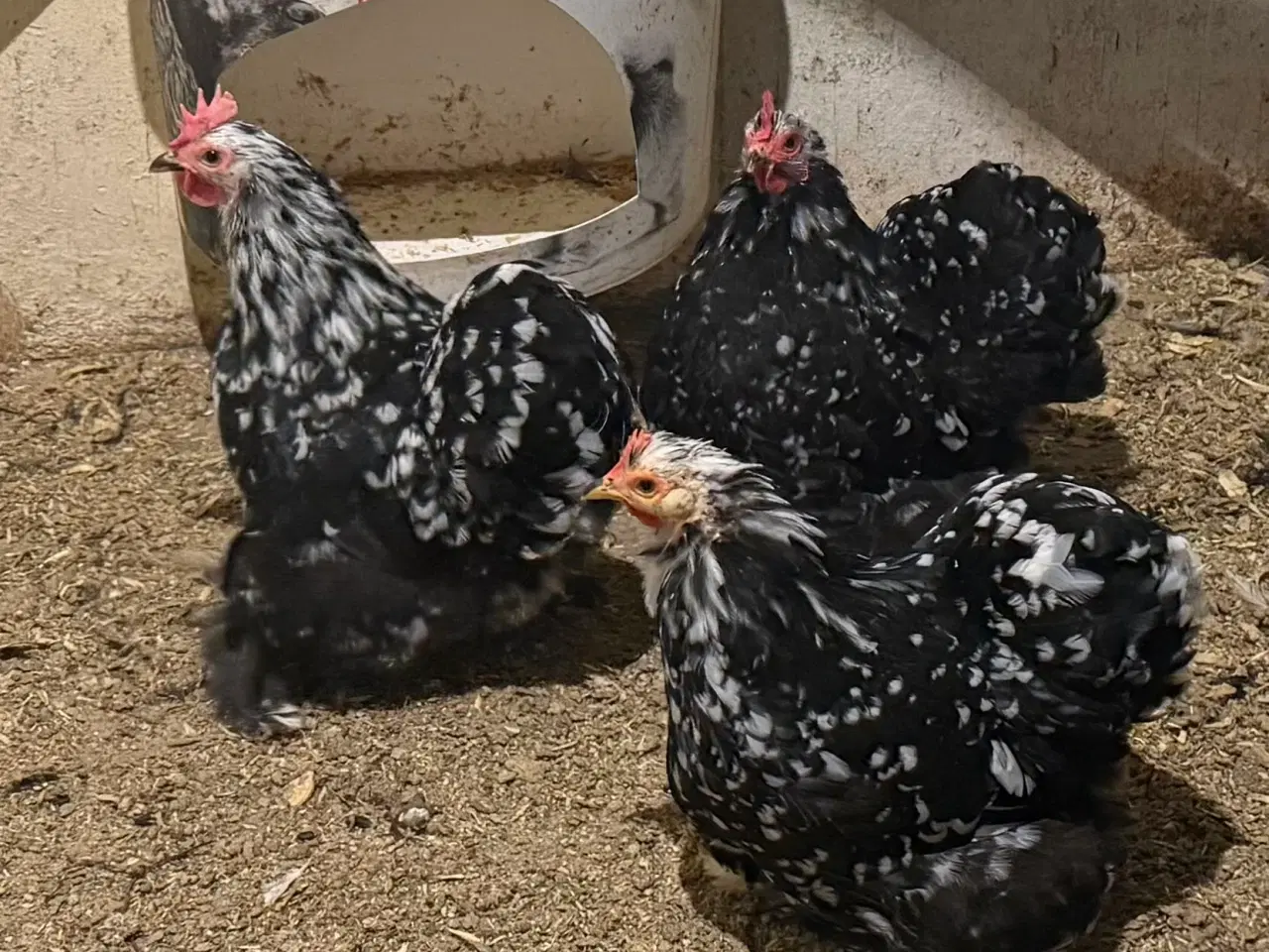 Billede 2 - 3 flotte kochin dværg høner