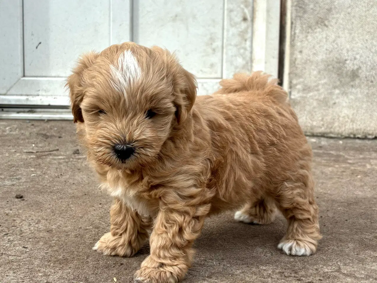 Billede 3 - doodle / cotonpoo / pooton  hvalpe  