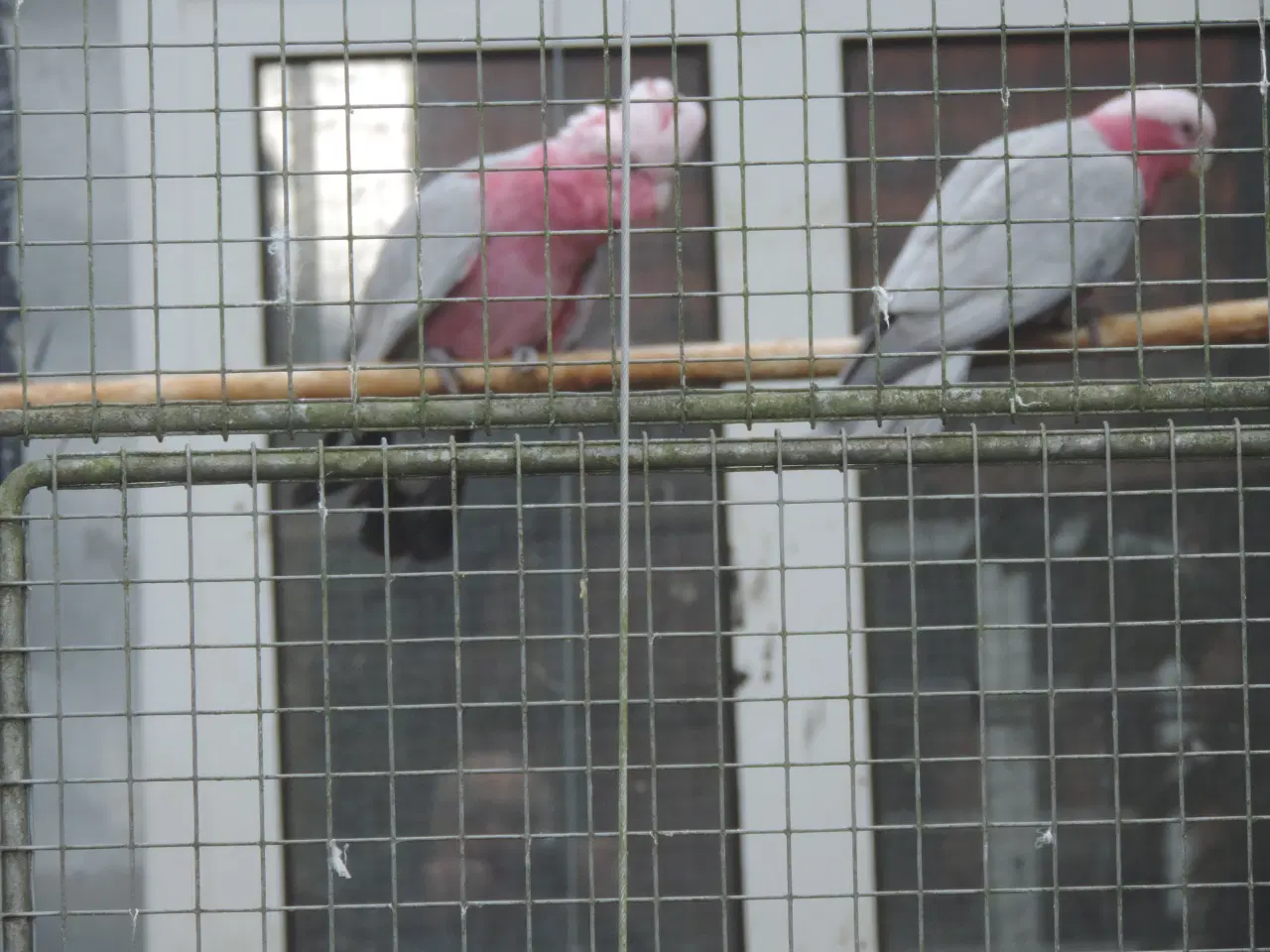 Billede 1 - Sælger 1 avlspar Rosa Kakadu.