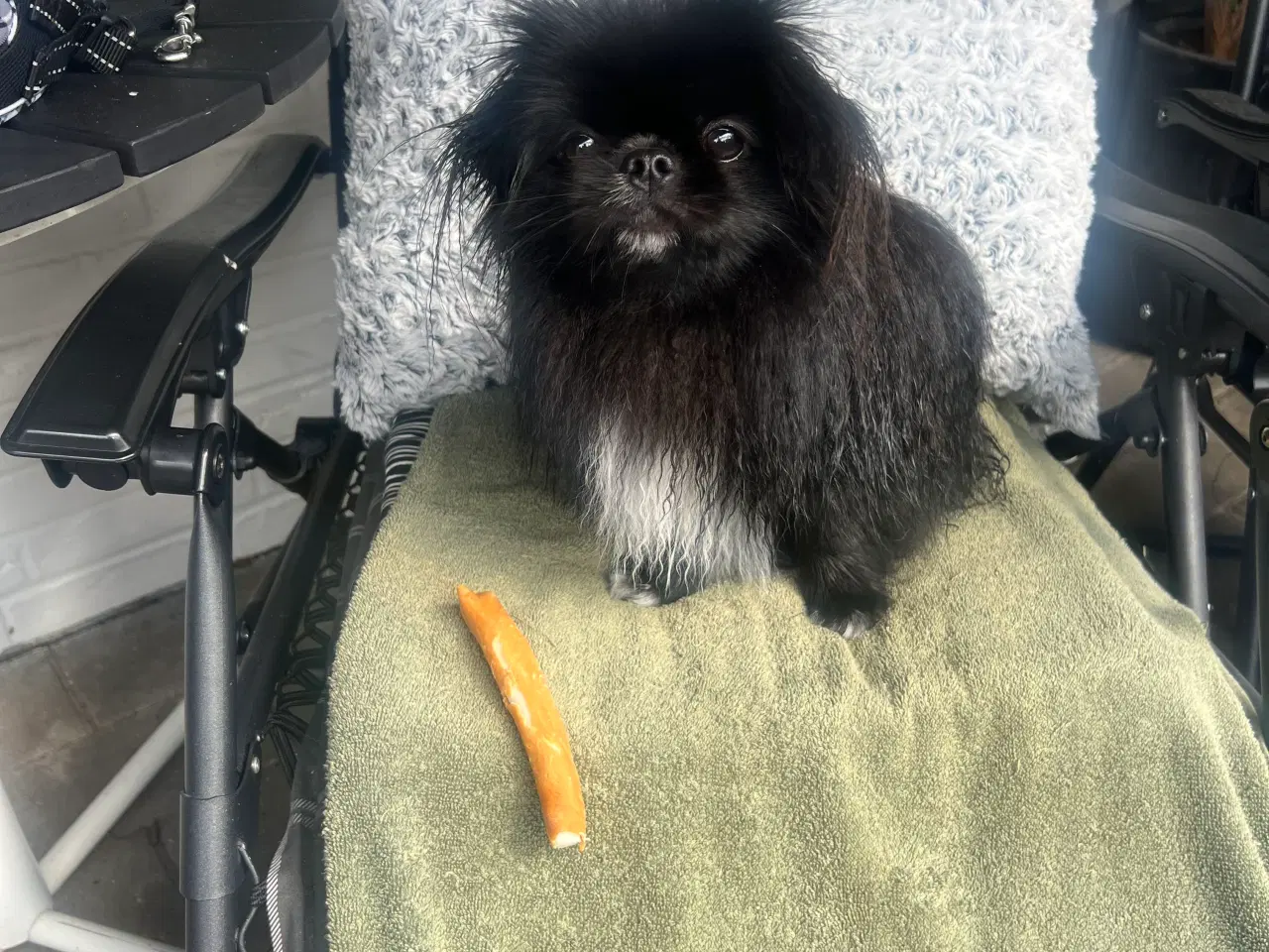 Billede 4 - Pomeranian/ pekineser 