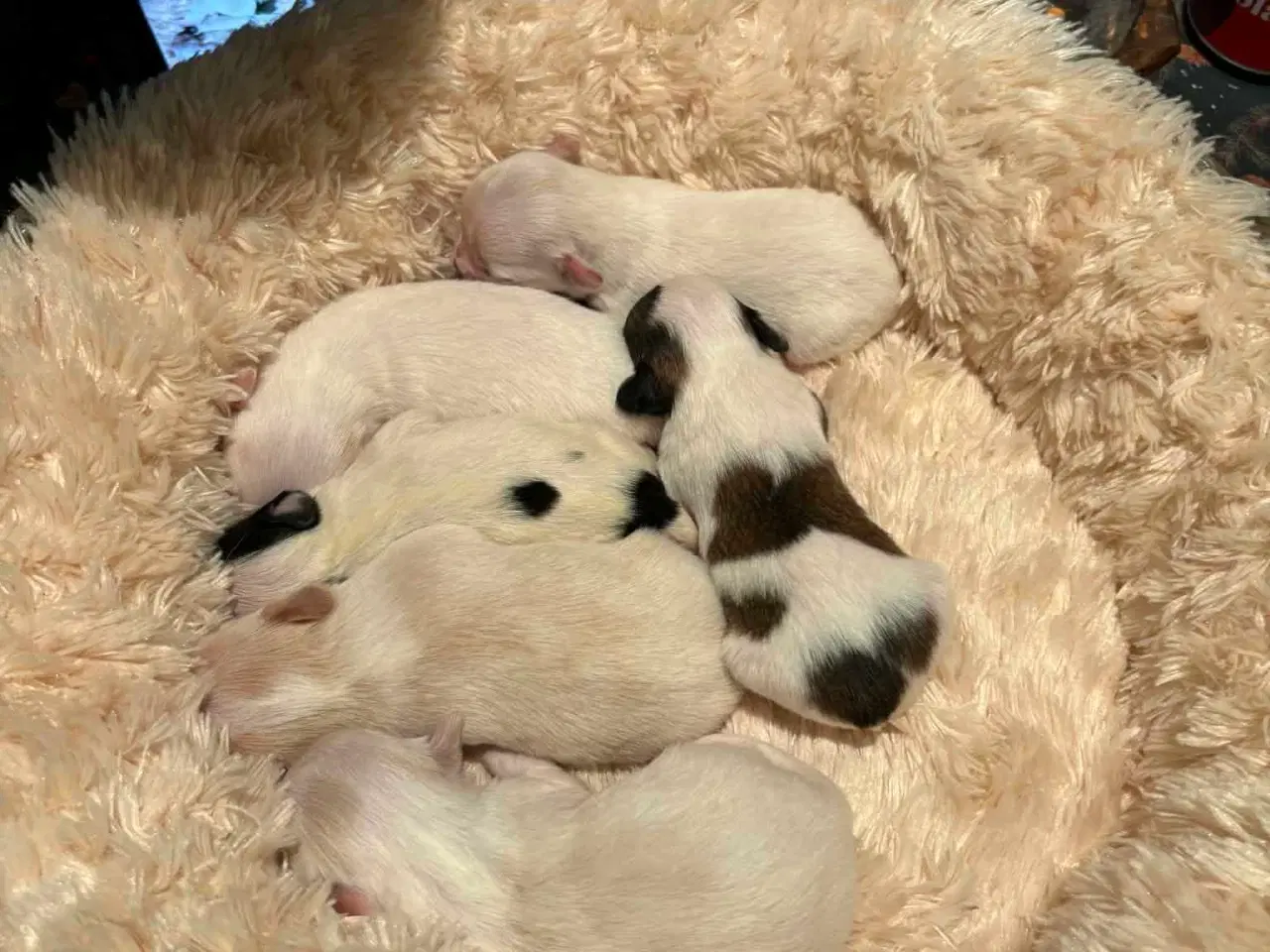 Billede 4 -  Hvalpe ( SOLGT ) 