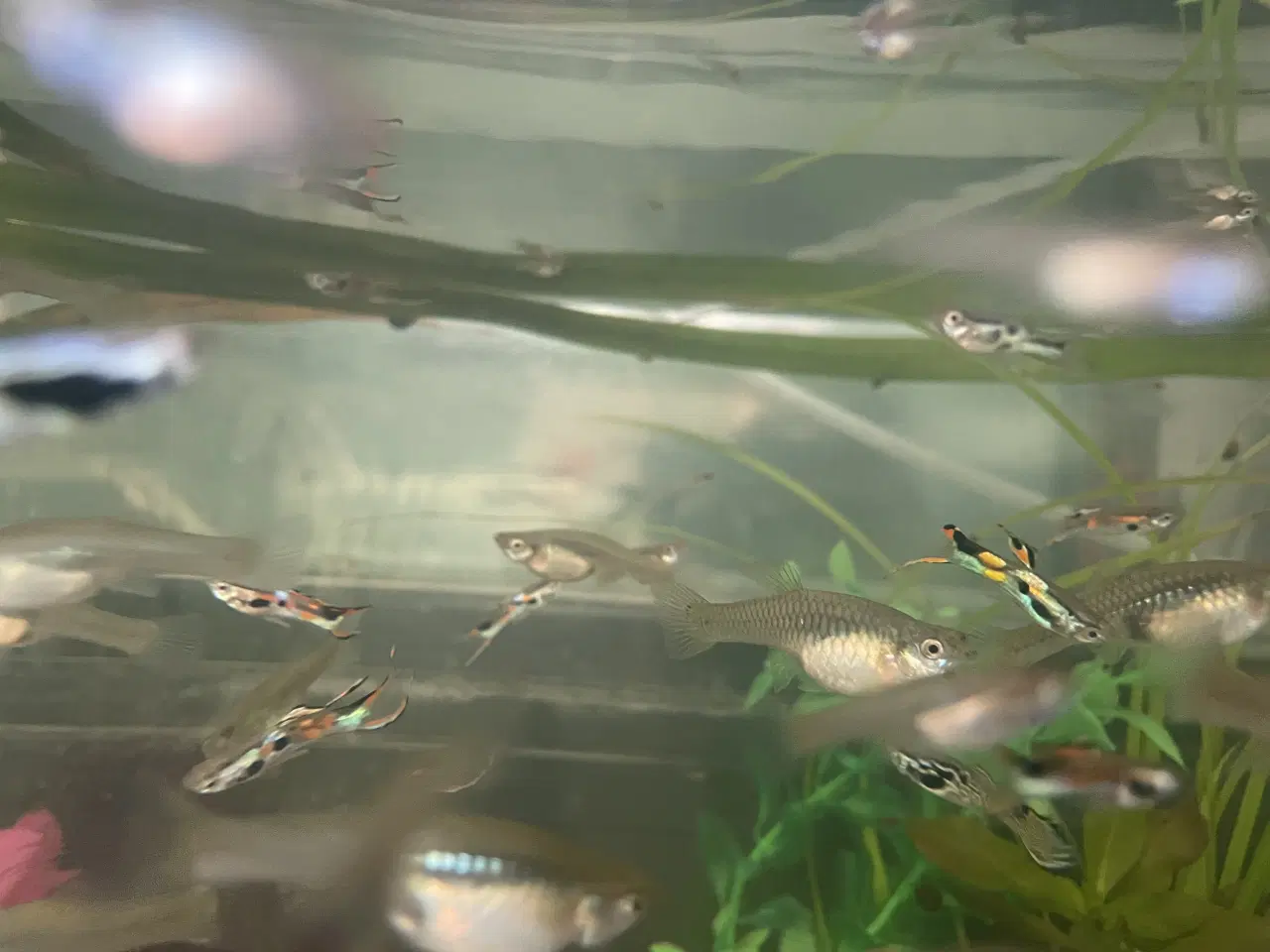 Billede 2 - Endlers, Guppy