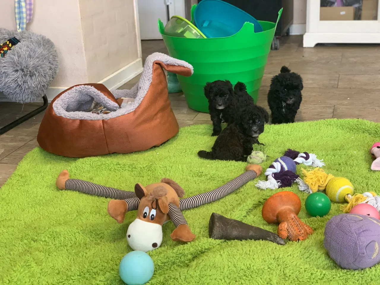 Billede 14 - Mini Maltipoo babyer 