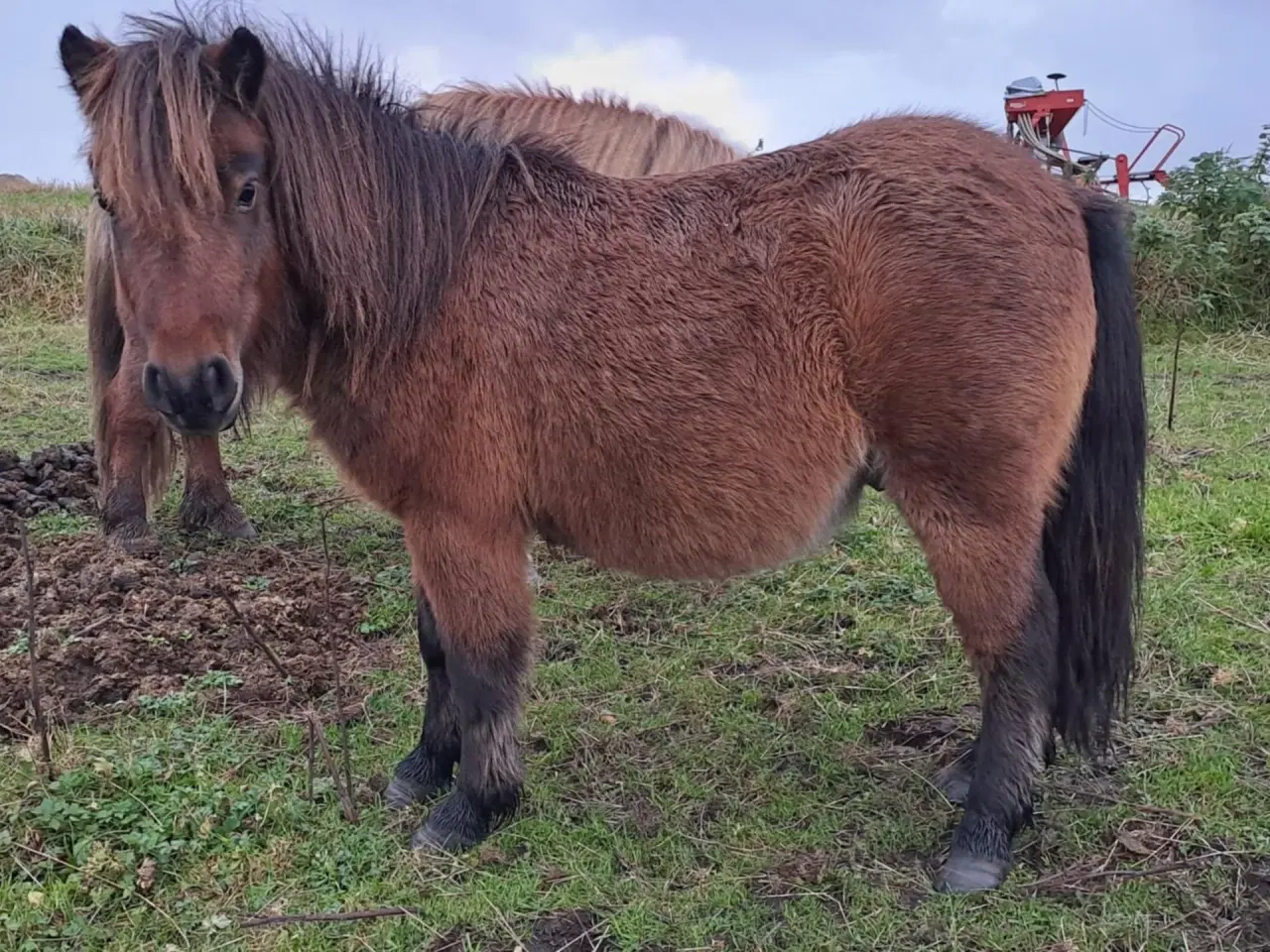 Billede 3 - Sød shetlænder hingst plag 