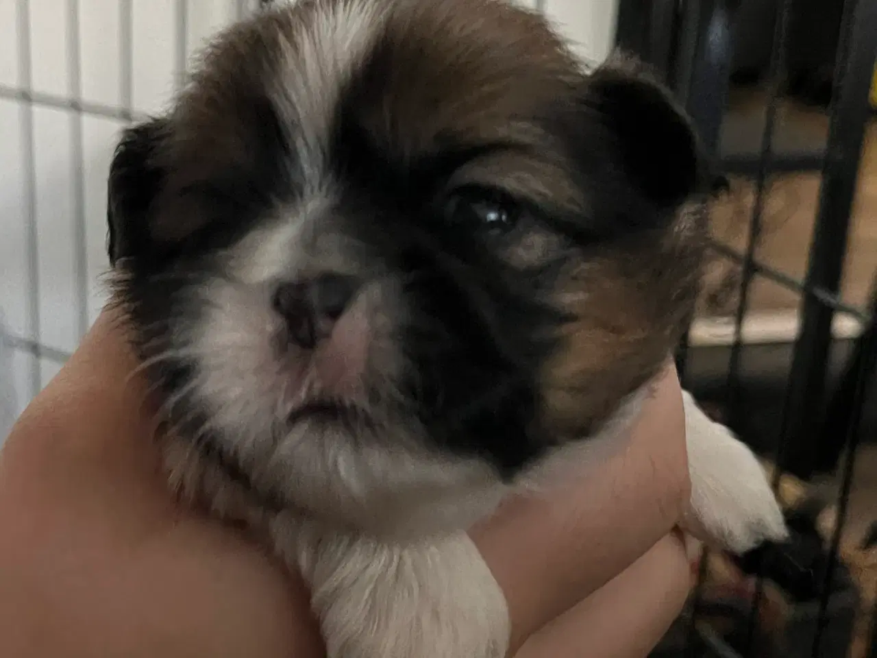 Billede 1 - Shih Tzu hvalpe