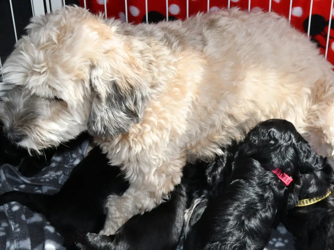 Billede 11 - Brichon Havaness F1