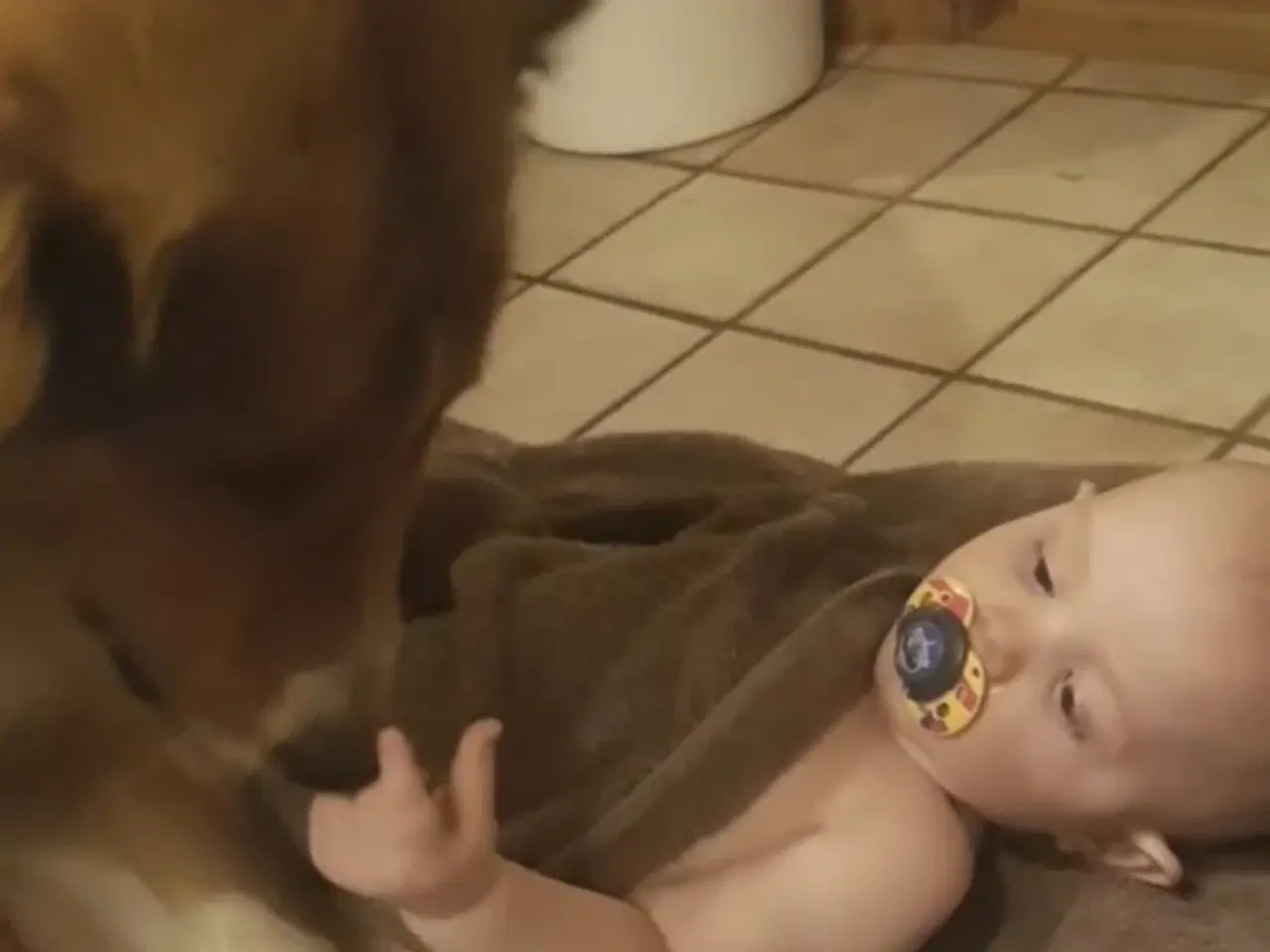 Billede 7 - Skønne LabCollie Hvalpe