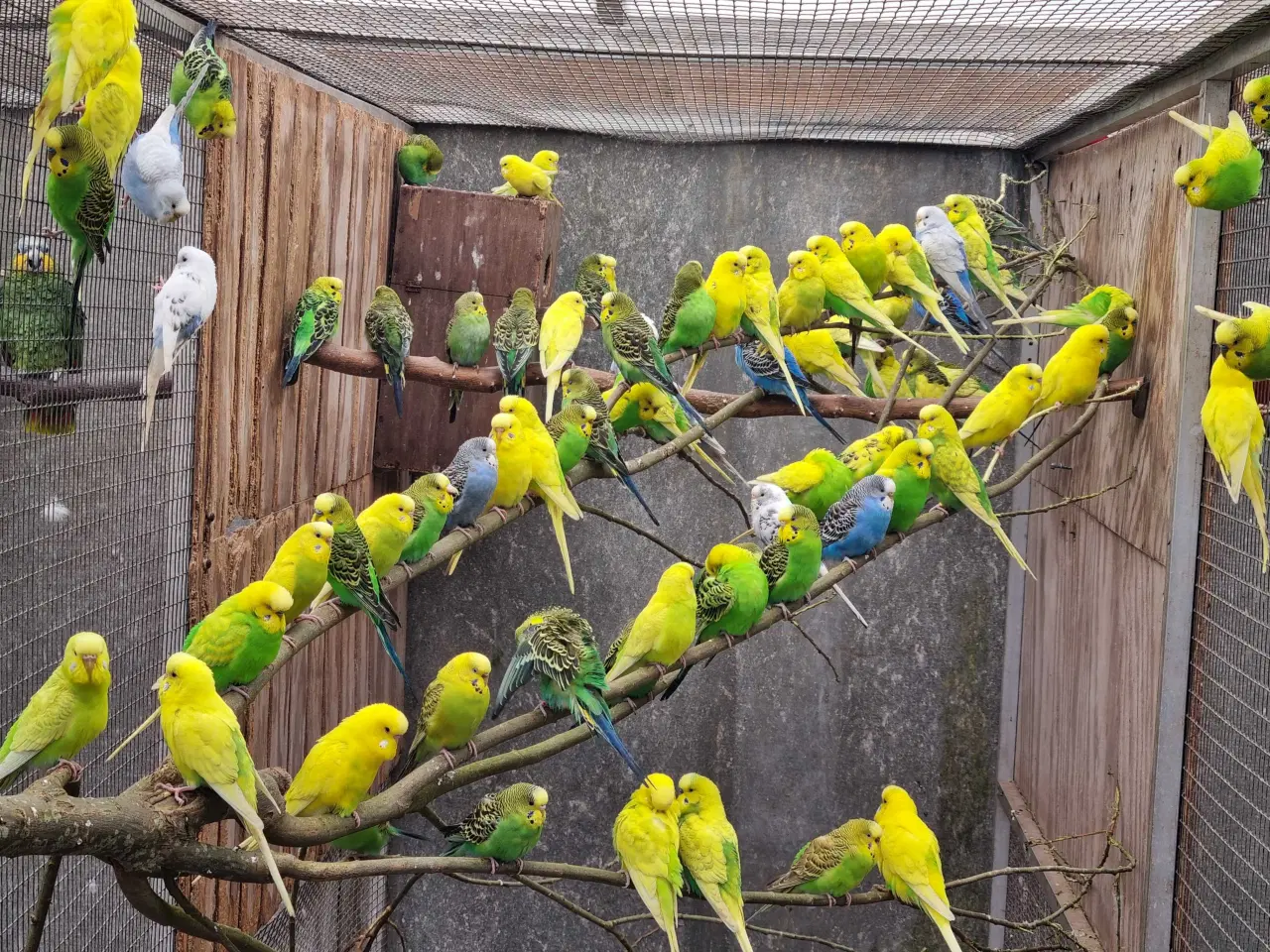 Billede 1 - Undulater 