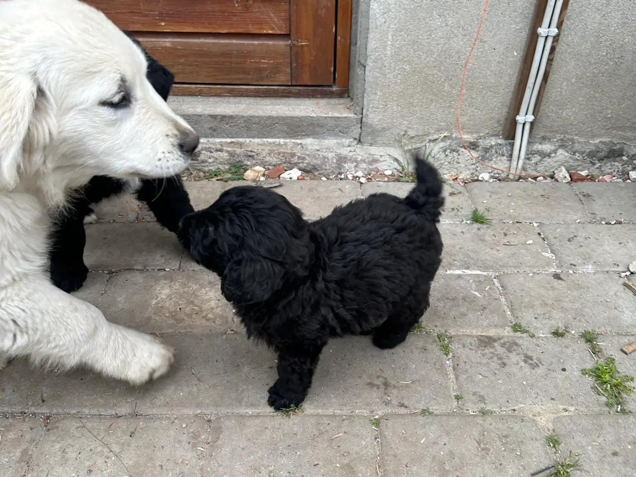 Billede 4 - Goldendoodles hvalpe på vej