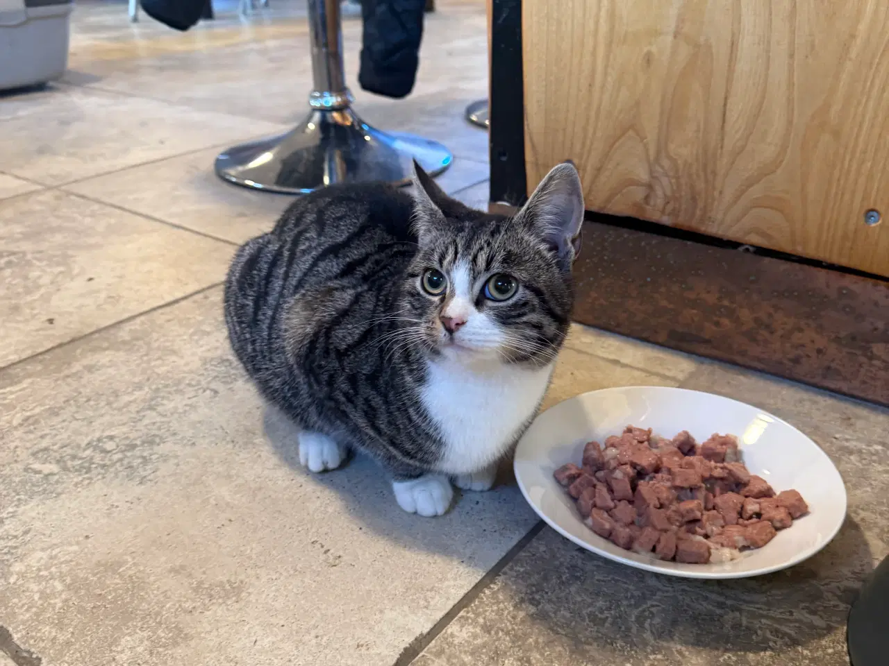 Billede 3 - Sød hankat