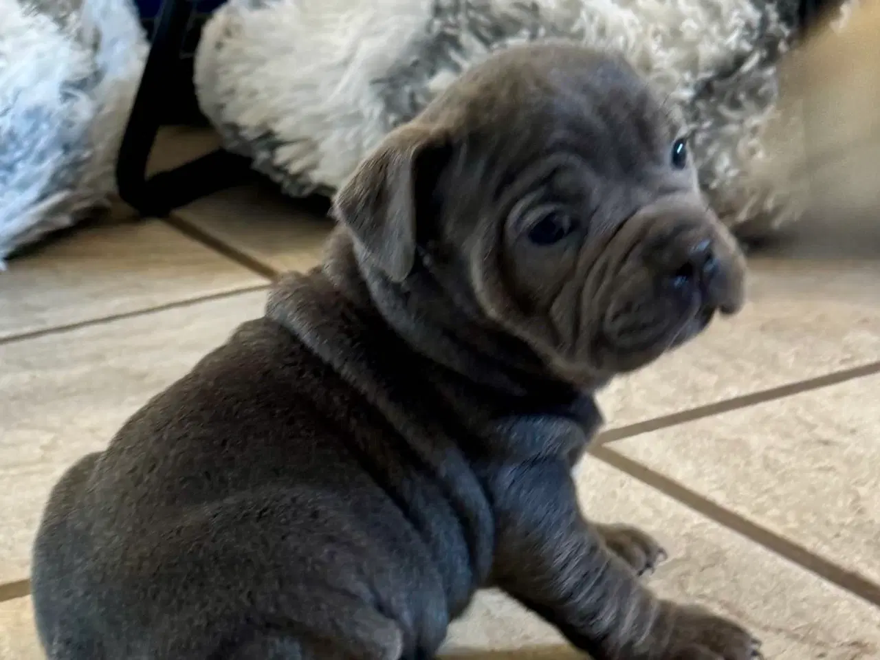Billede 2 - Staffordshire/Old English Bulldog 