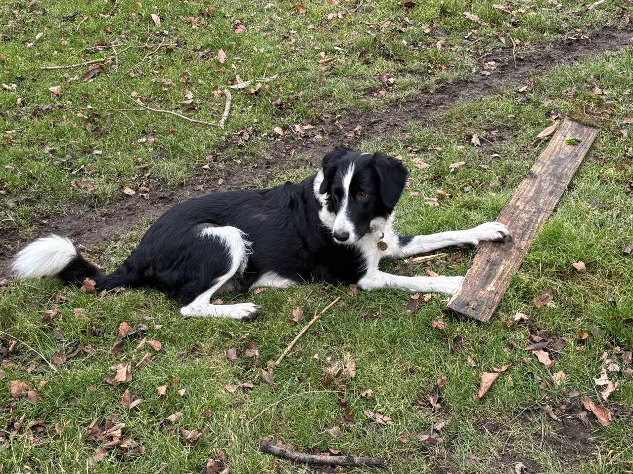 Billede 4 - Hvalpe blanding