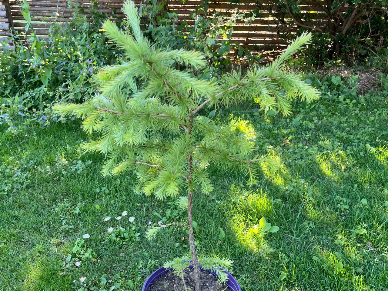 Billede 2 - Japansk lærk (Larix Kaempferi) 50-70cm