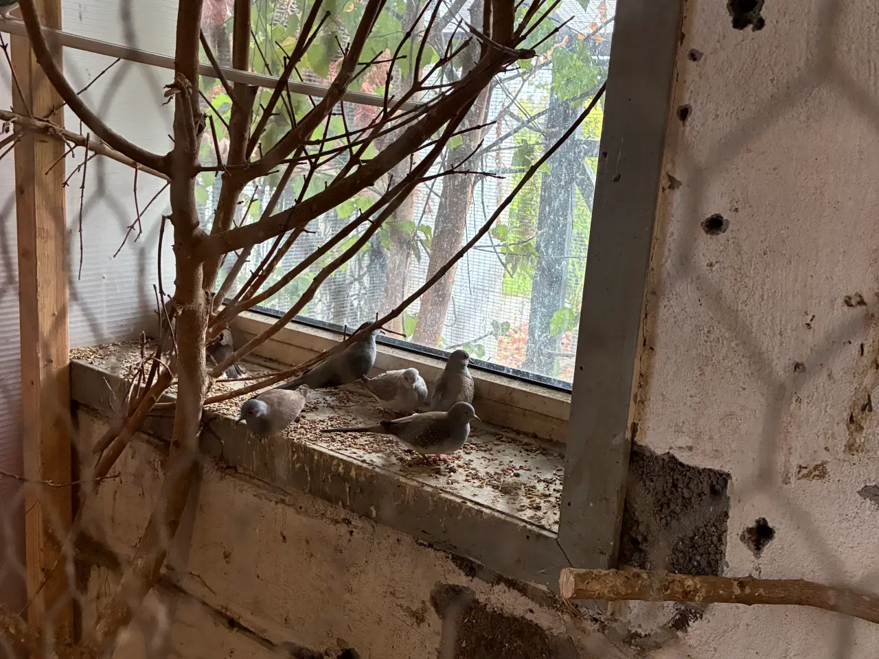 Billede 2 - Diamant duer