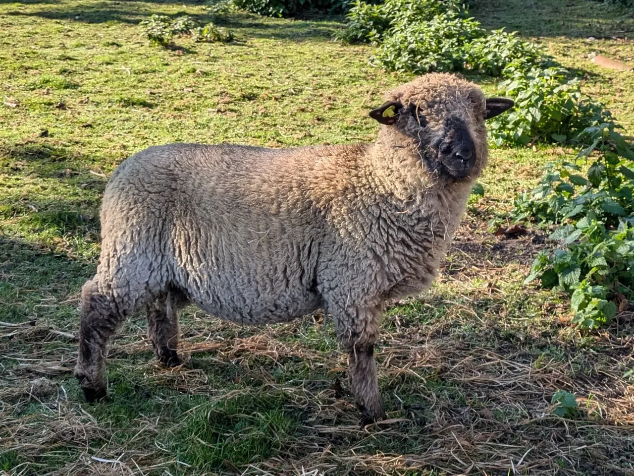 Billede 6 - Shropshire vædderlam