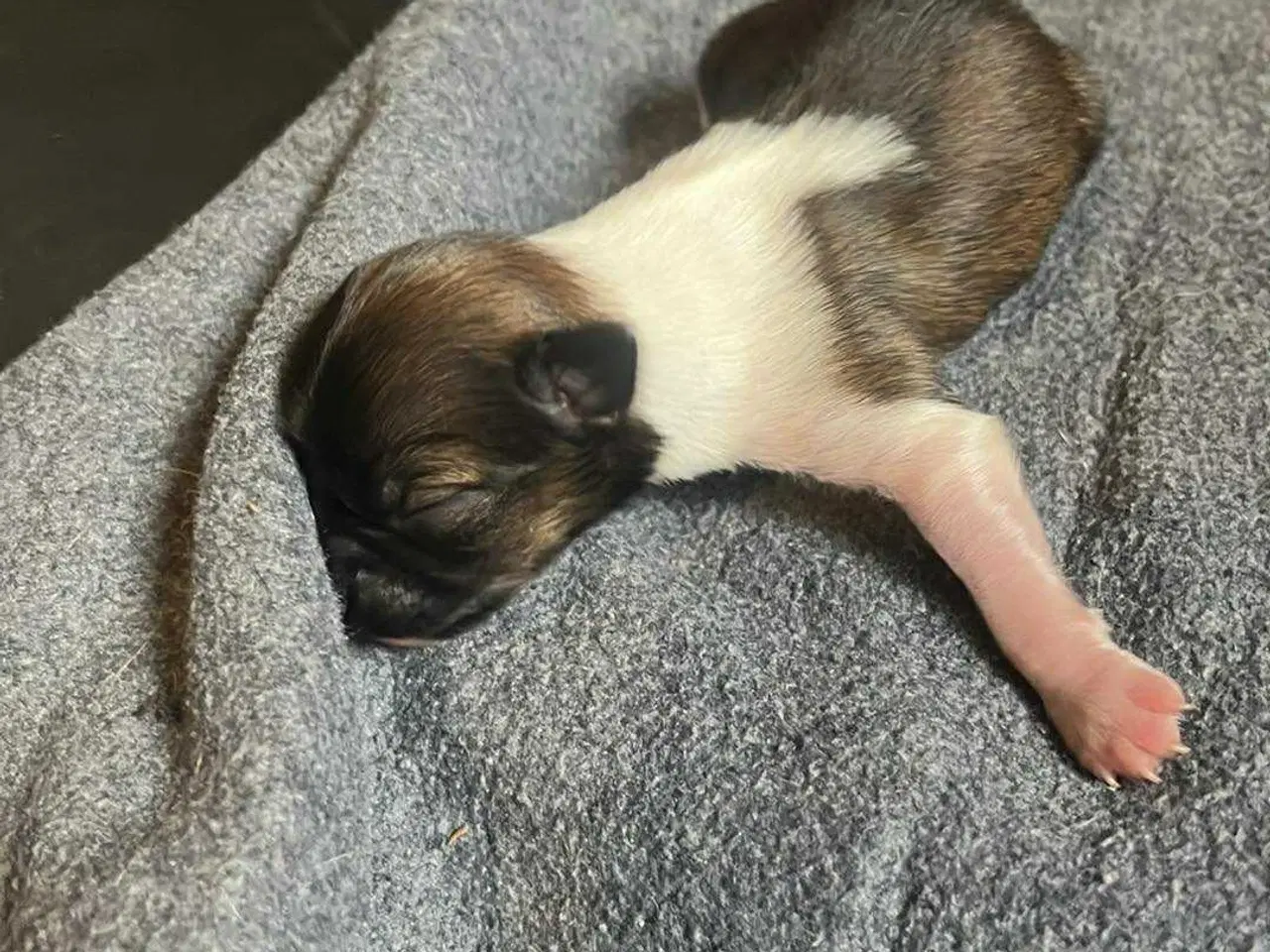 Billede 3 - Chihuahua hvalpe søger nyt hjem