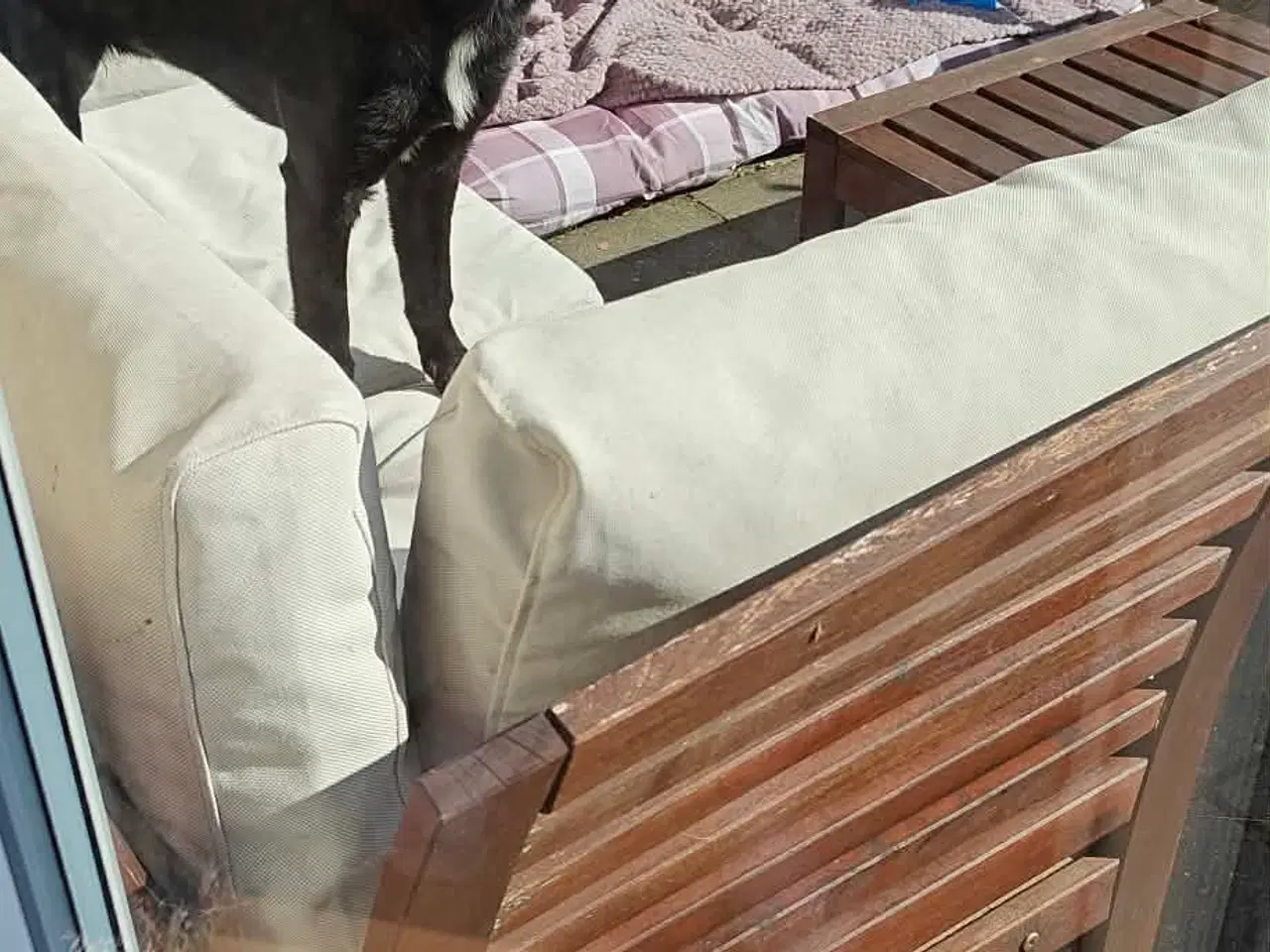 Billede 6 - Skønne Atlas søger egen familie 💙