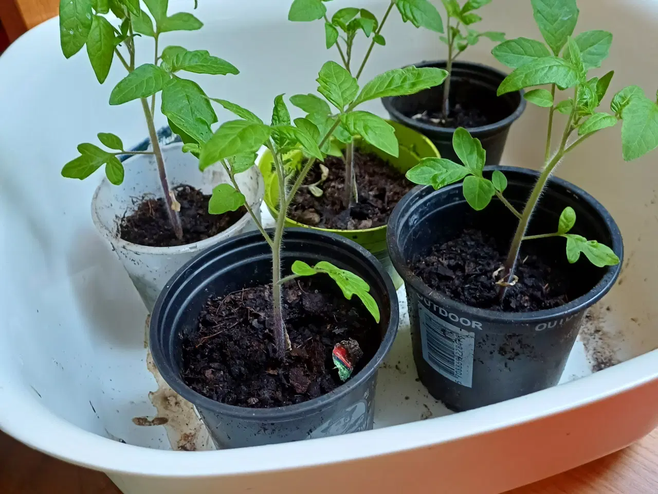 Billede 2 - Tomatplanter 7 forskellige sorter