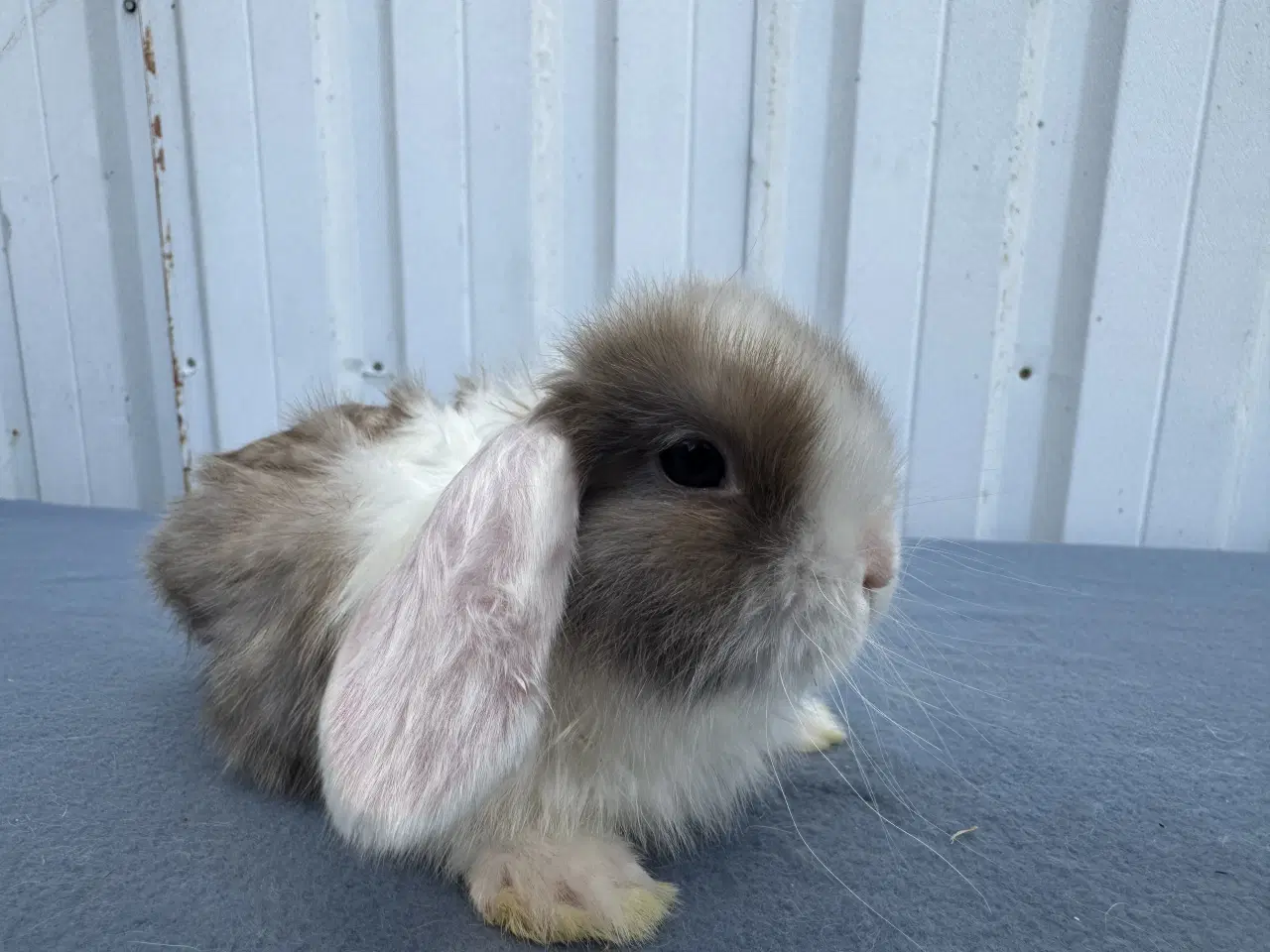 Billede 7 - Dværgvædder hunkanin