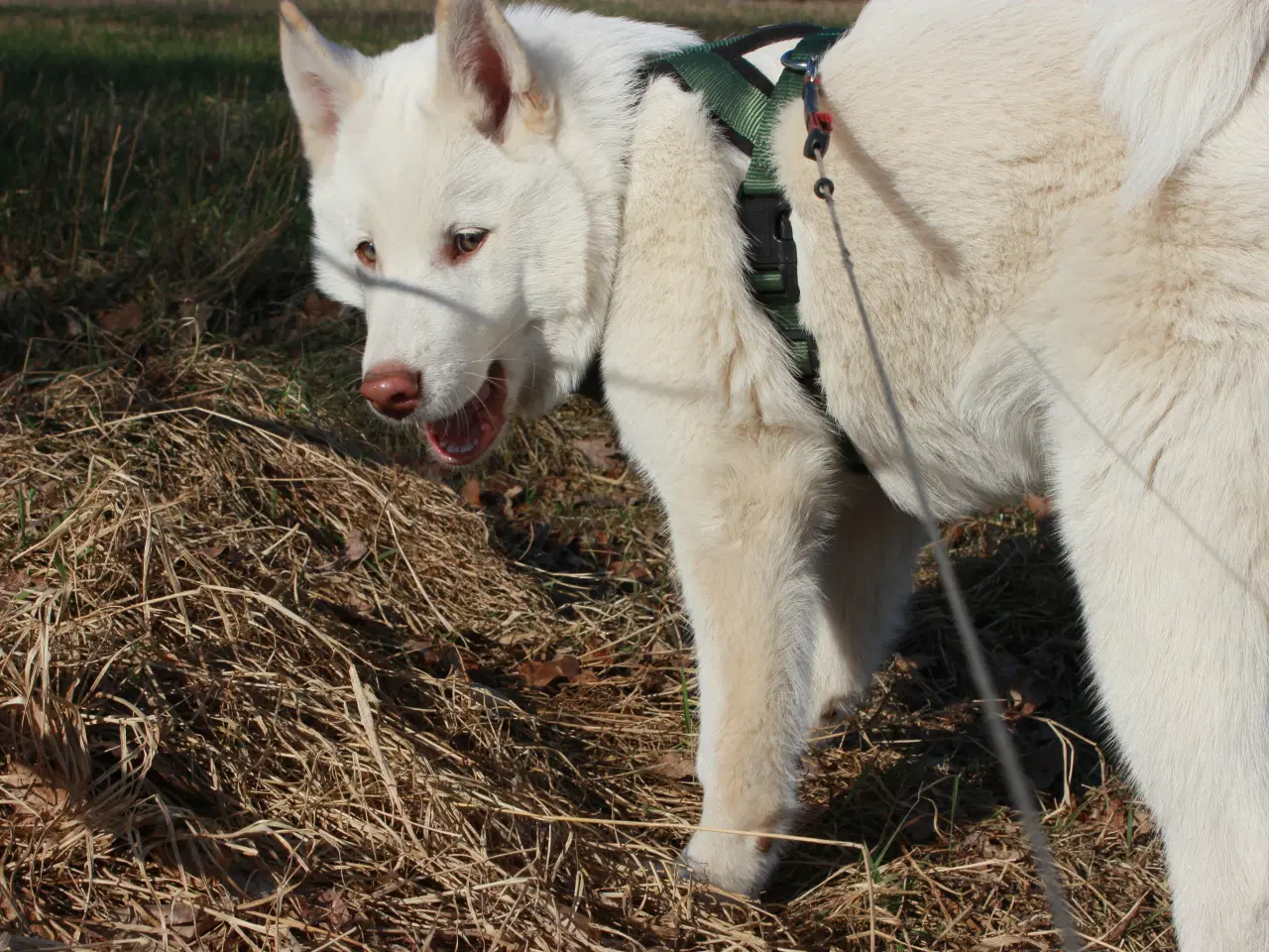 Billede 7 - Samojede / Husky hvalpe 4 måneder