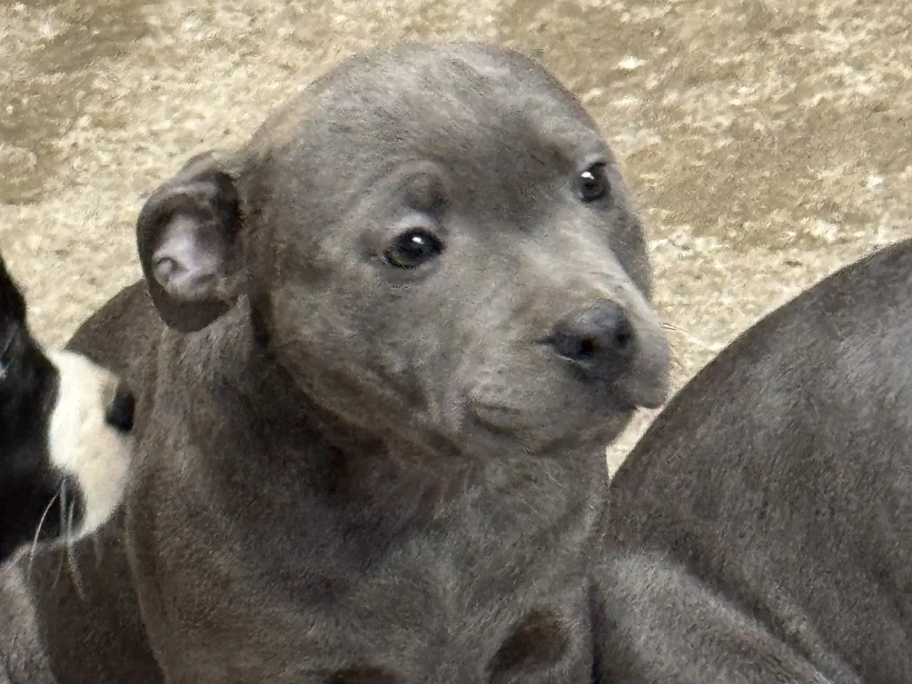 Billede 4 - 3/4 Staffordshire og 1/4 OEB