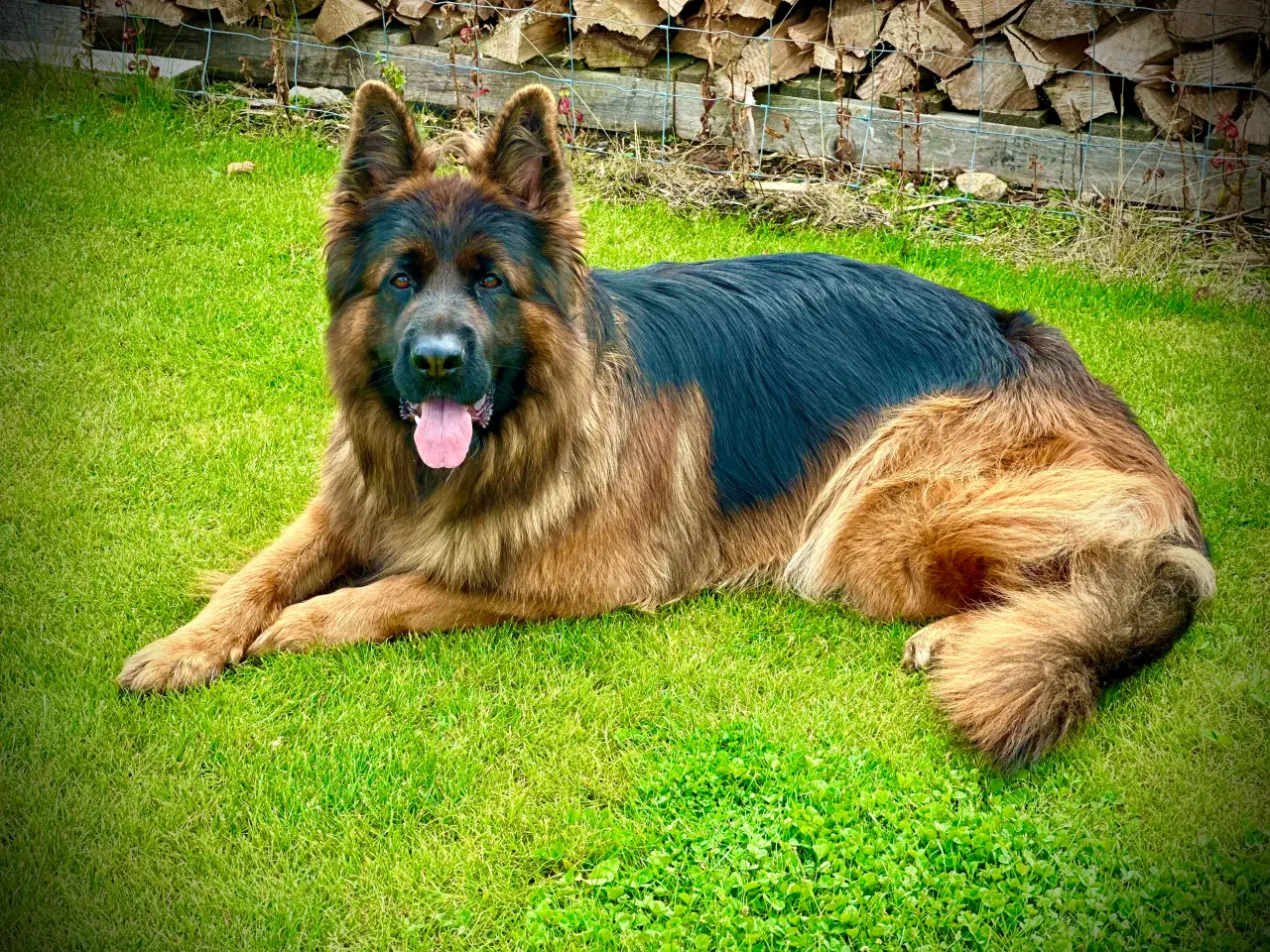 Billede 2 - Ægte Langhåret Schæferhundehvalpe sælges 
