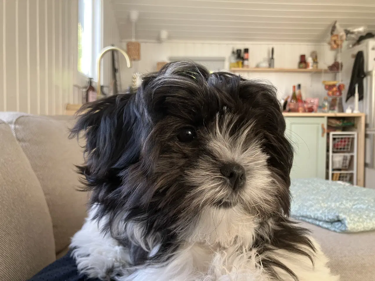 Billede 6 - Boomer hvalp på 7 mdr 