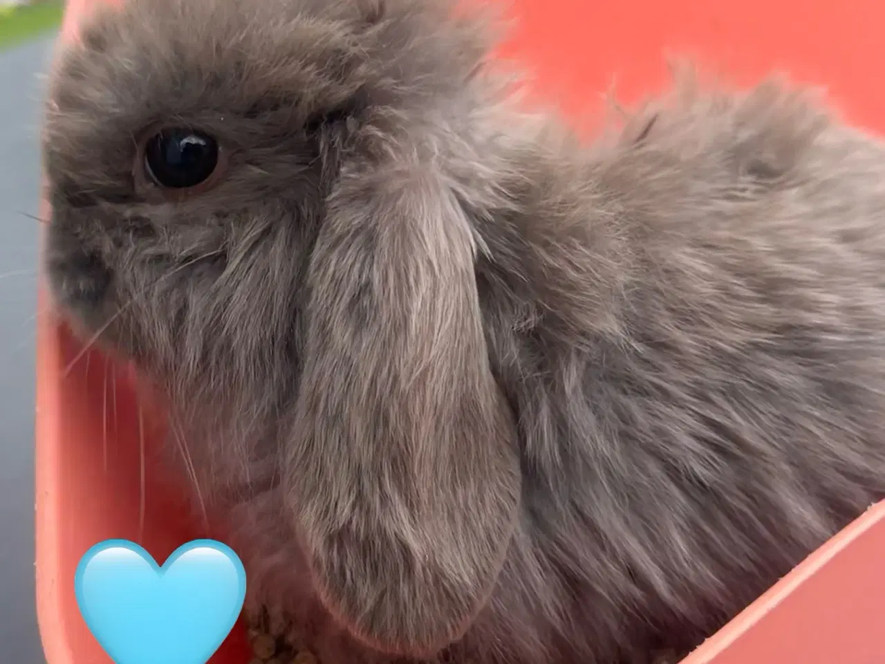 Billede 12 - Mini lop med afkomsattest 