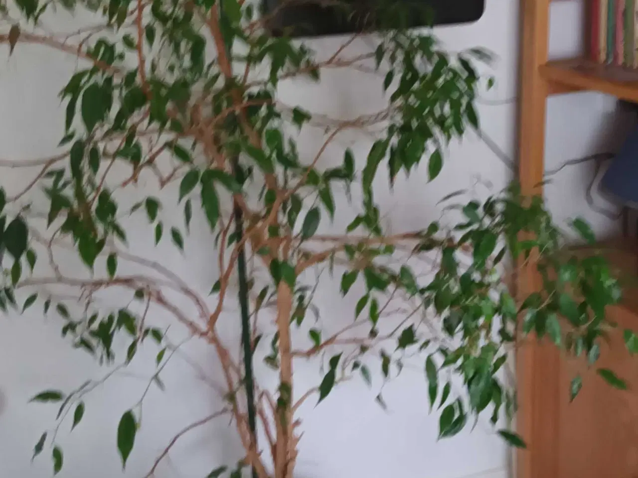 Billede 1 - Stueplante i god vækst og nem pasning 