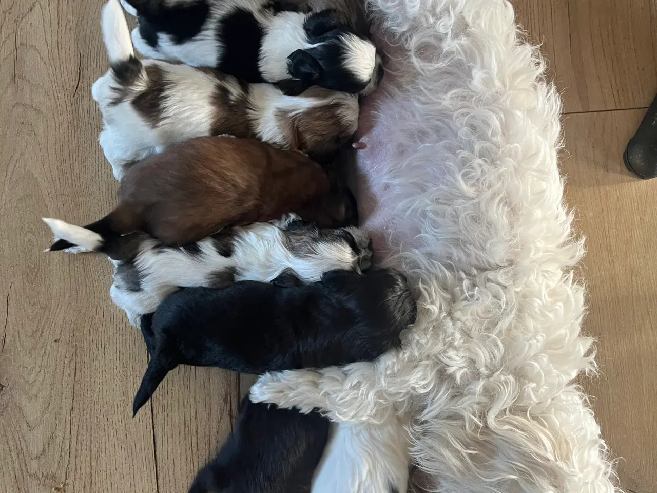 Billede 6 - Boomer hvalpe 🥰