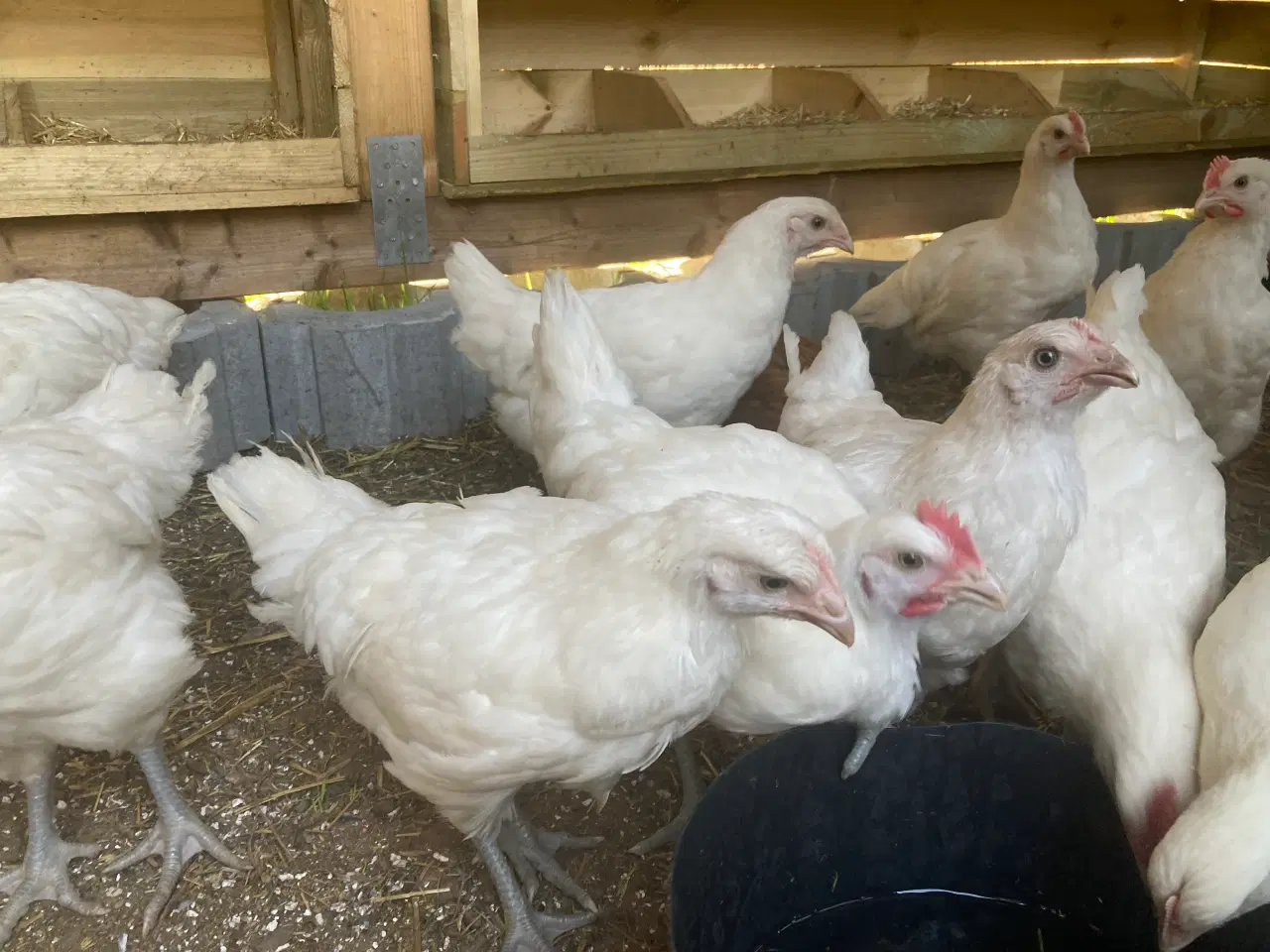 Billede 6 - 9 uge gammele kyllinger 