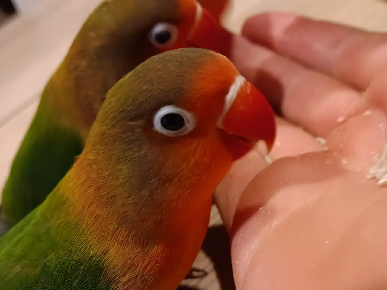 Billede 4 - 4 mdr. gamle dværgpapegøjerunger sælges 500 kr/stk