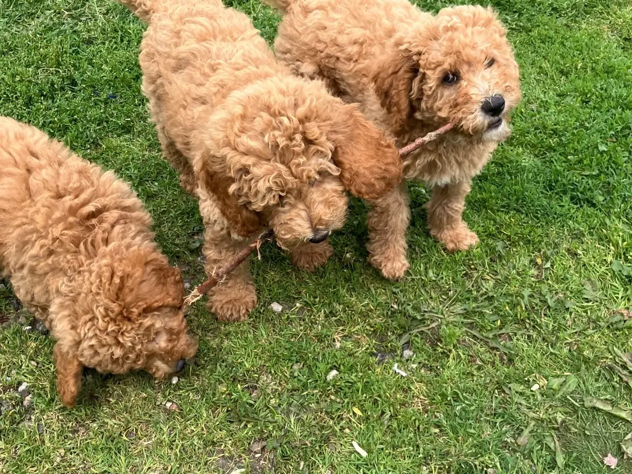 Billede 1 - Labradoodle med stamtavle 9 uger