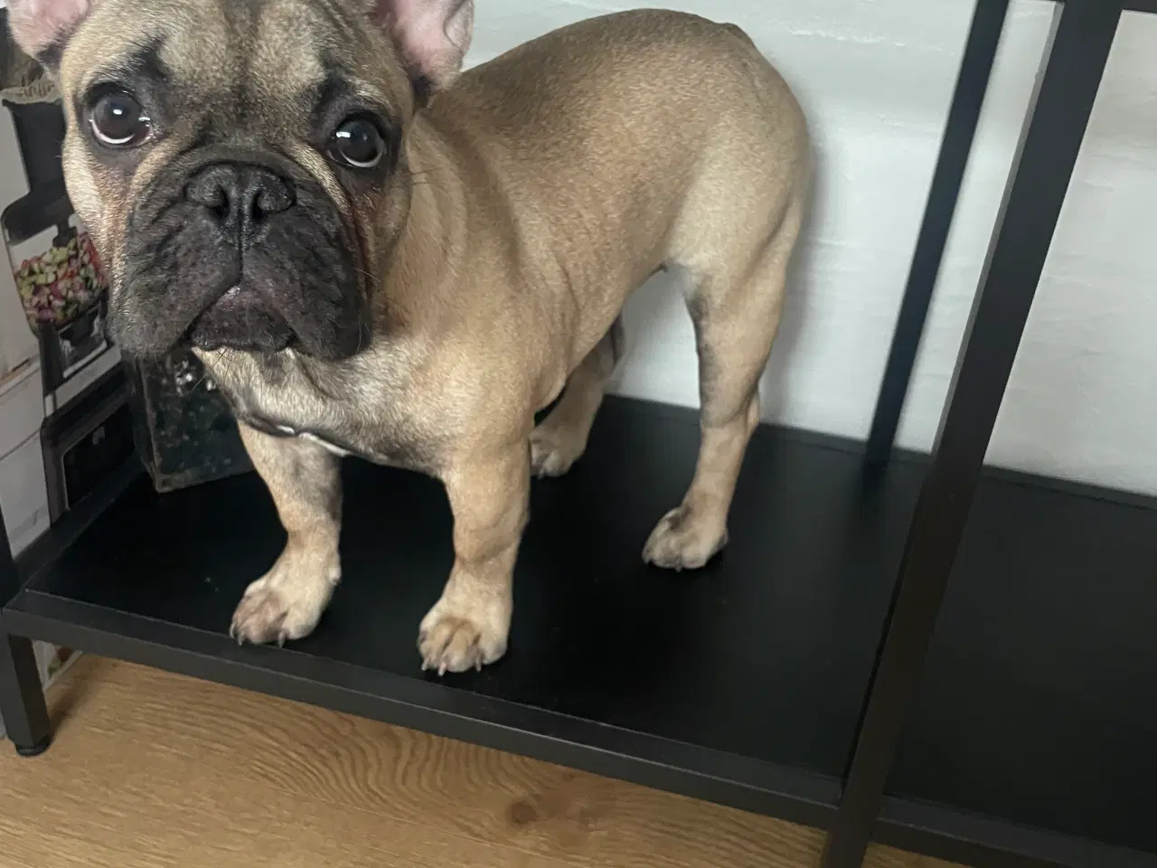 Billede 6 - Fransk Bulldog 