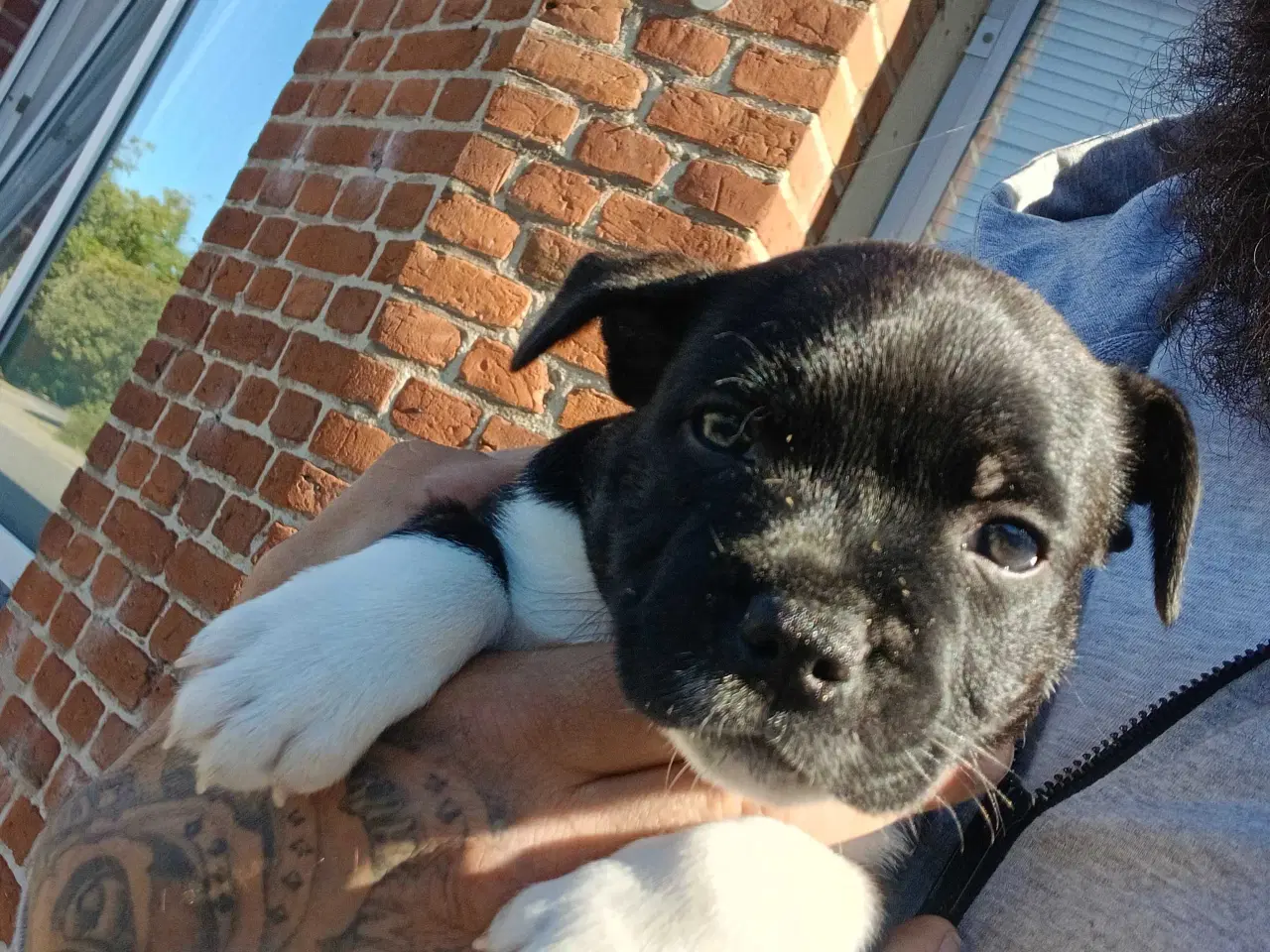 Billede 9 - Staffordshire bull terrier hvalp brindle 