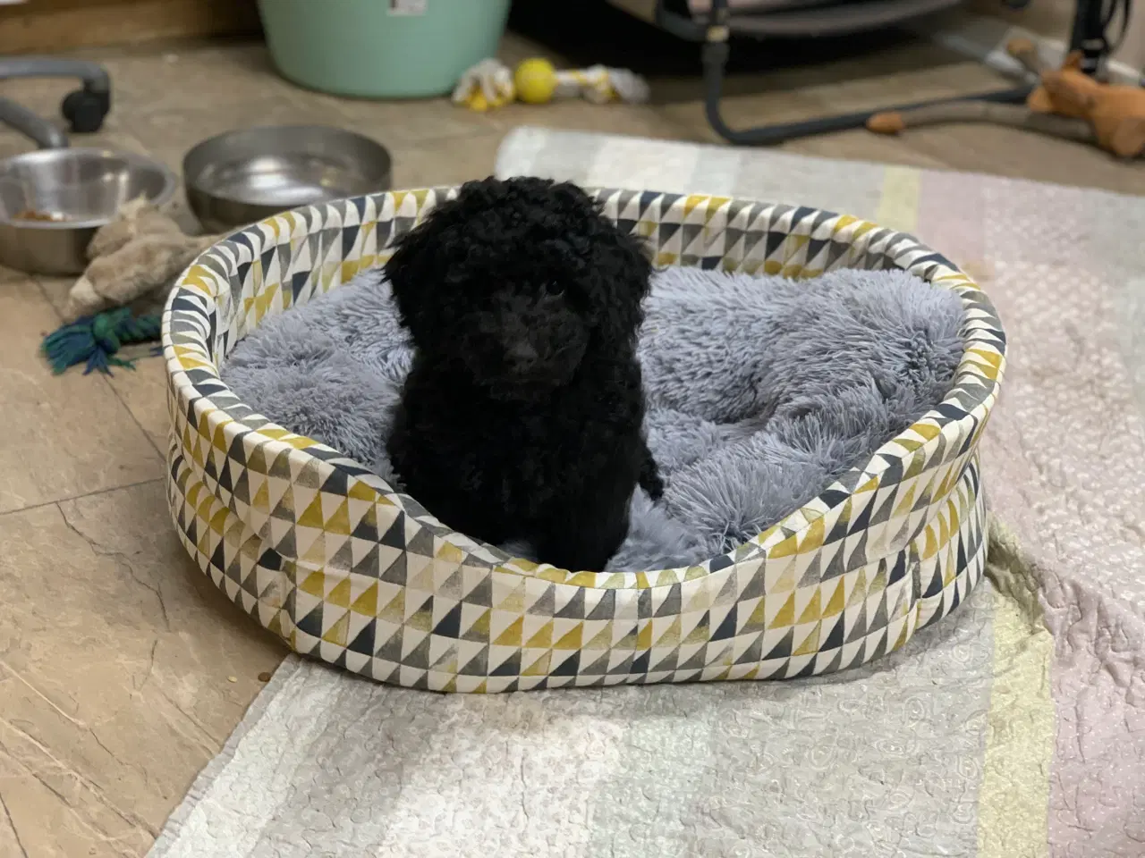 Billede 18 - Golden Doodle F1B babyer er rejse klar