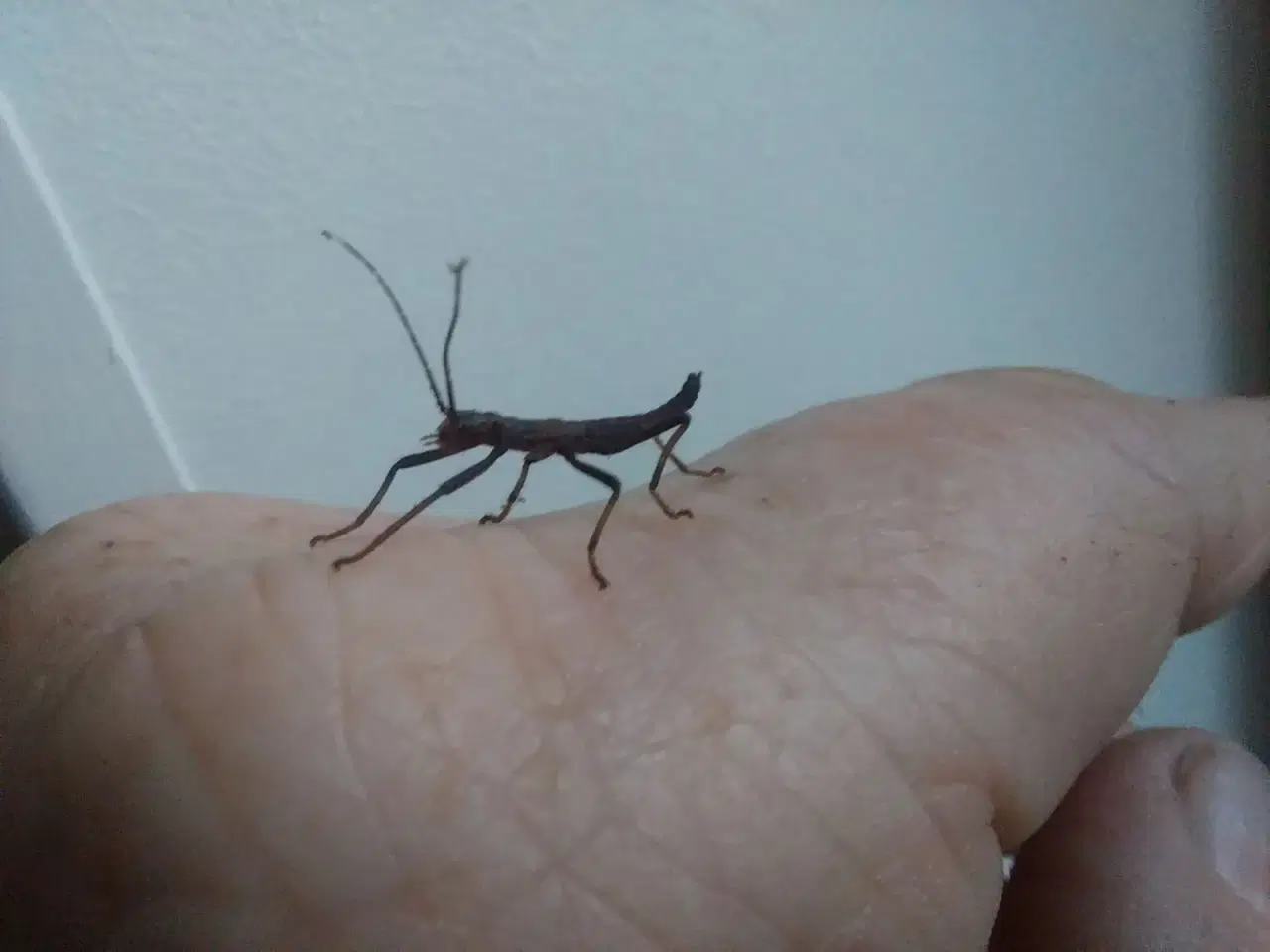 Billede 1 - Peruphasma schultei