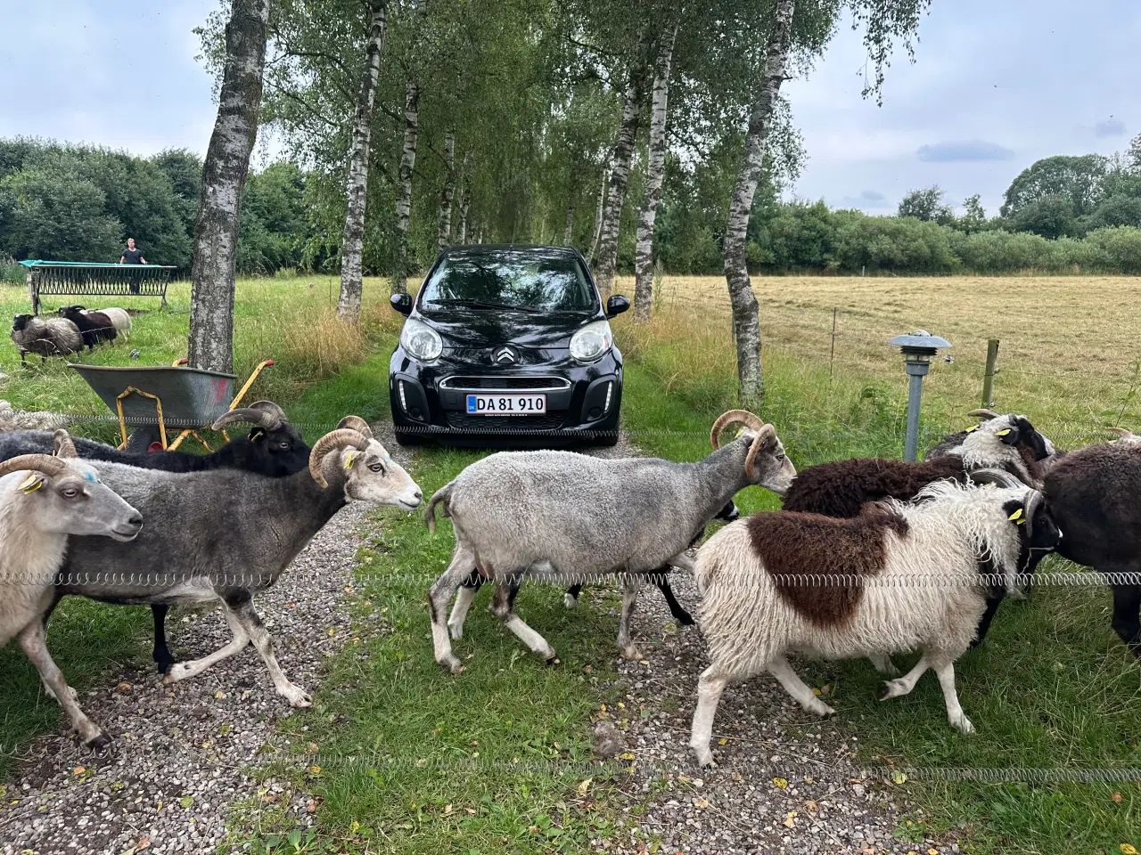 Billede 3 - Får og lam sælges 